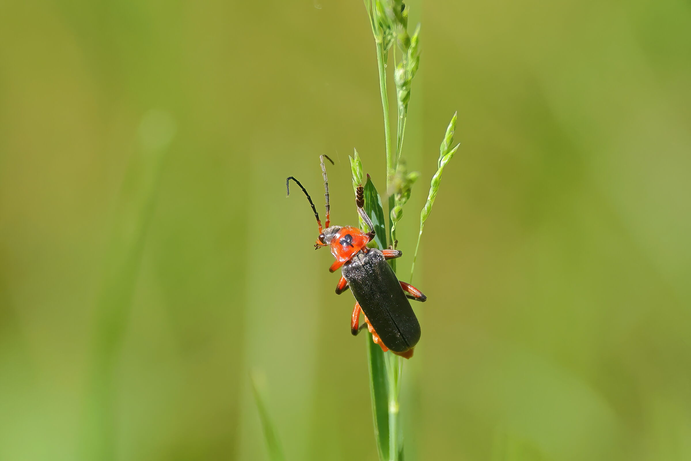 Cantharis rustica