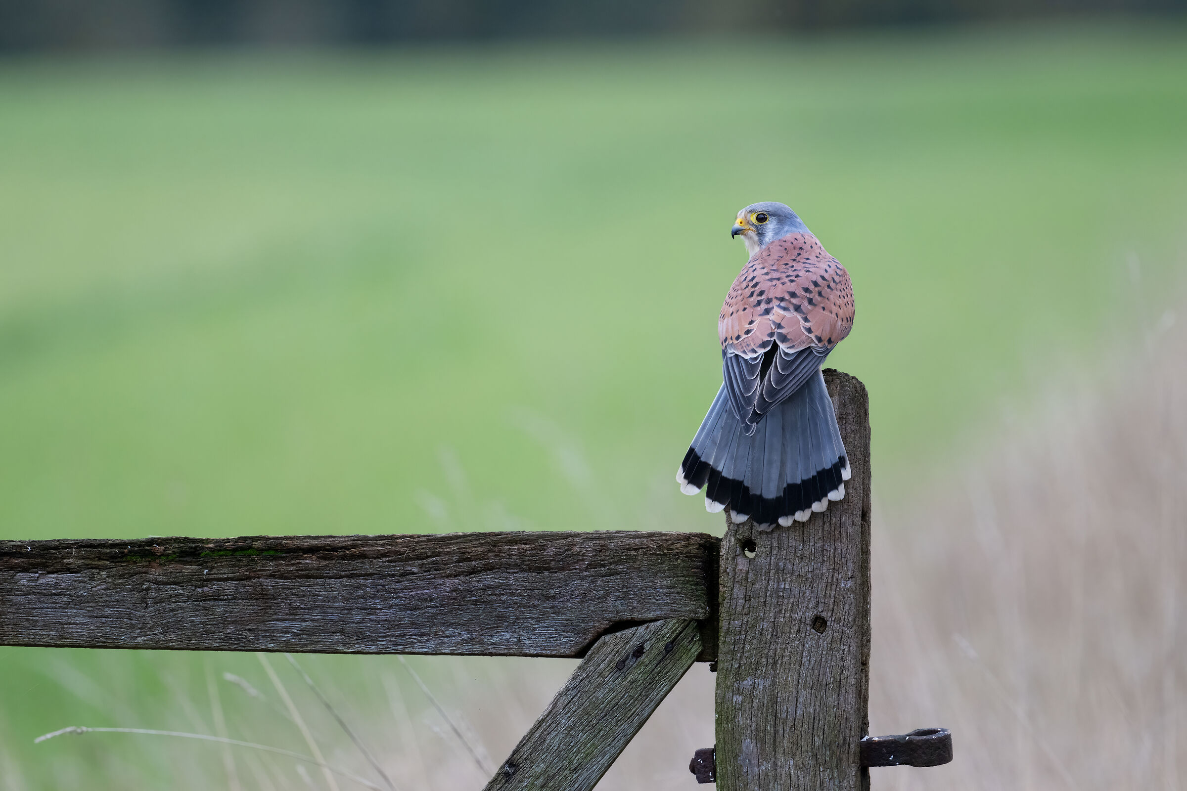 Male kestrel (Falco tinnunculus)