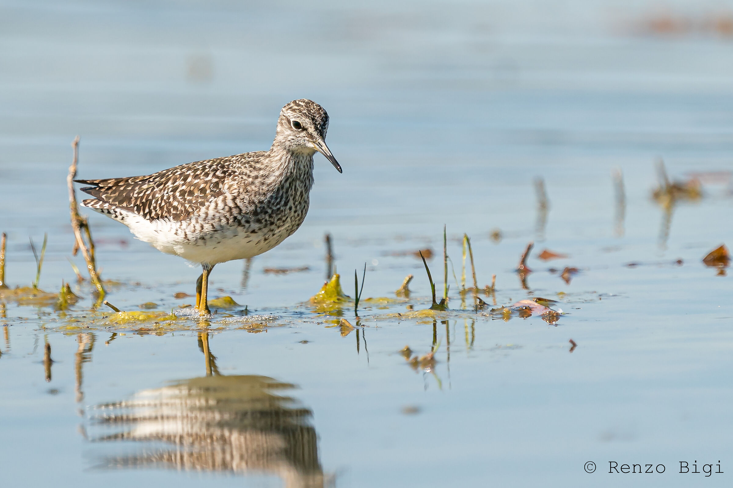 Piro piro boschereccio