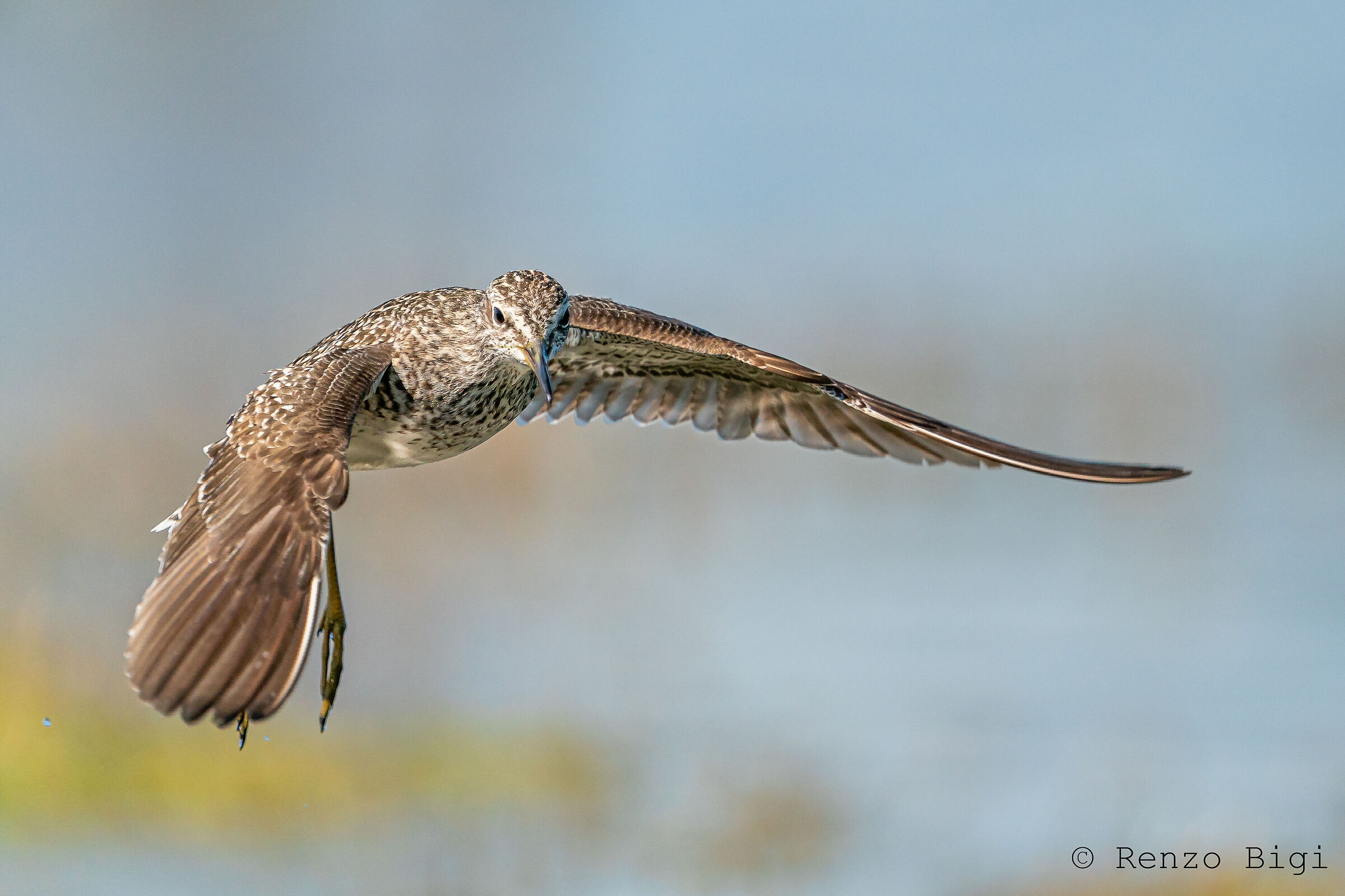 Piro piro boschereccio