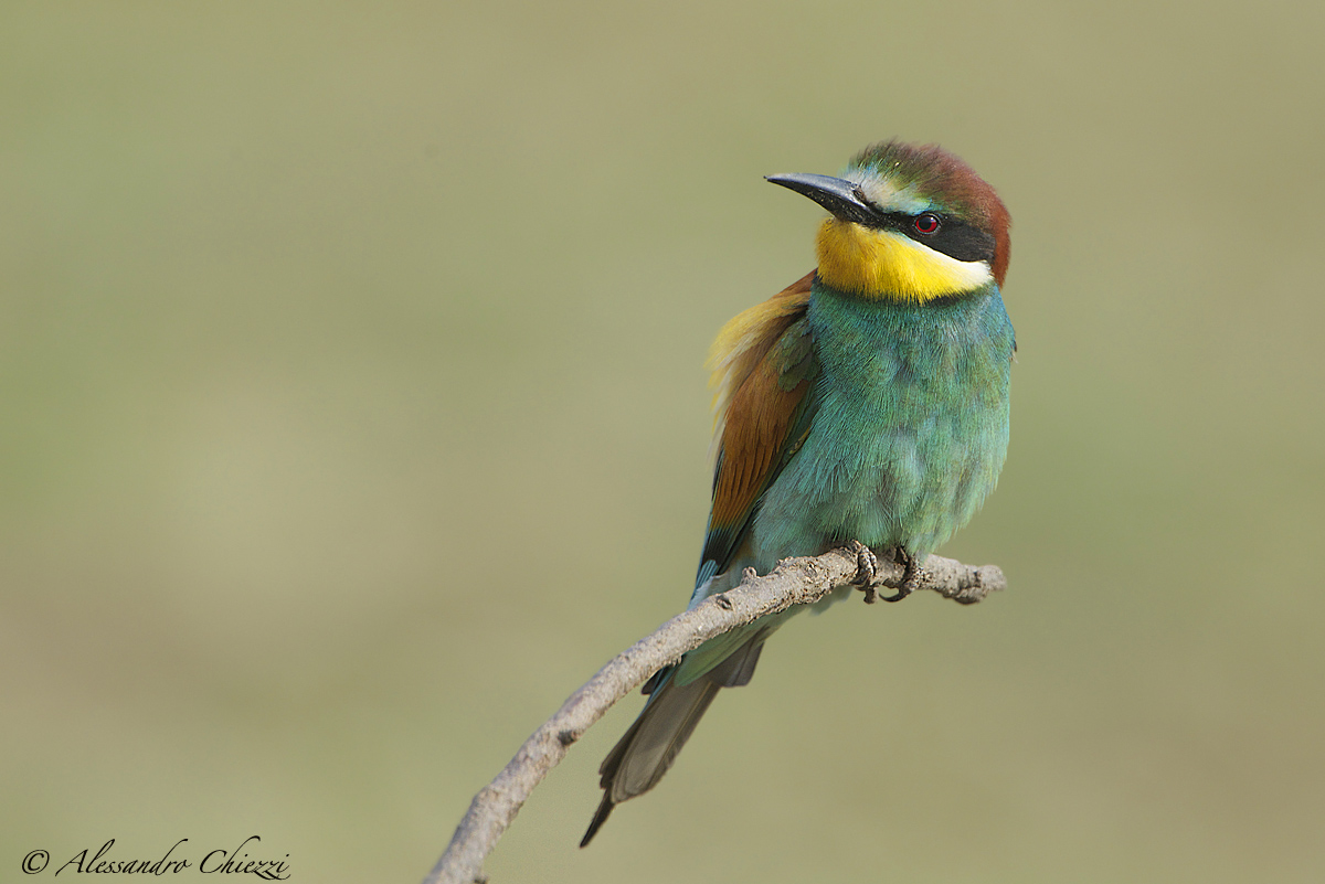 Bee-eater
