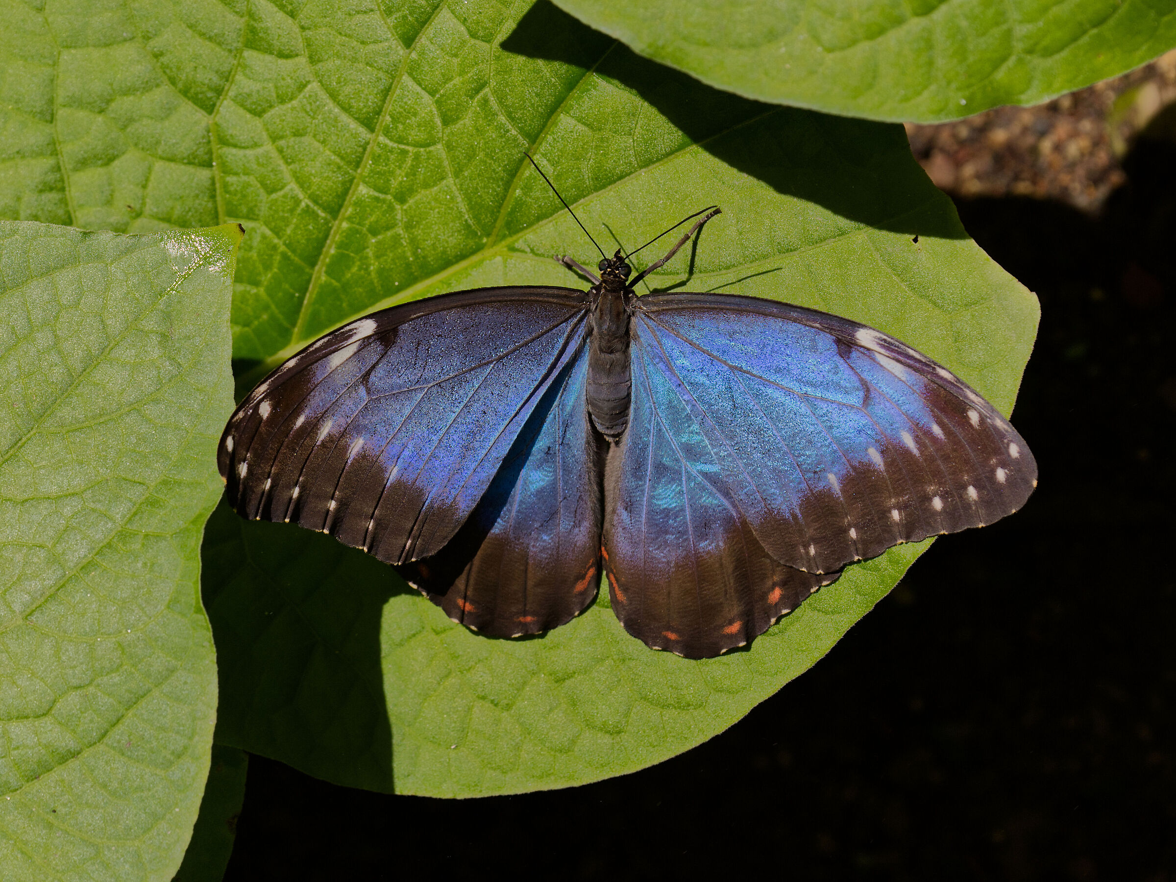 Morpho peleides