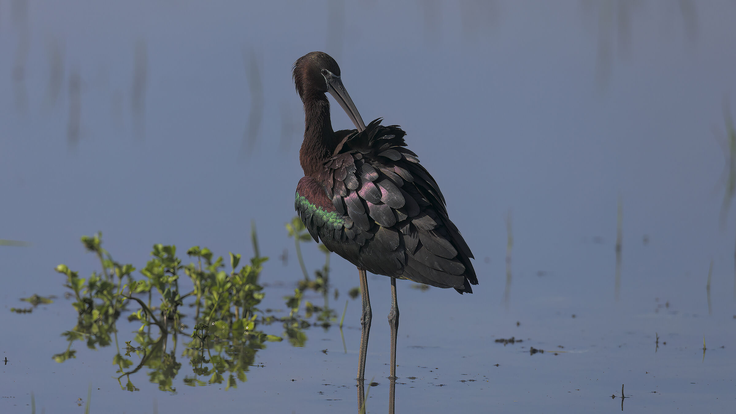 Primo incontro ravvicinato