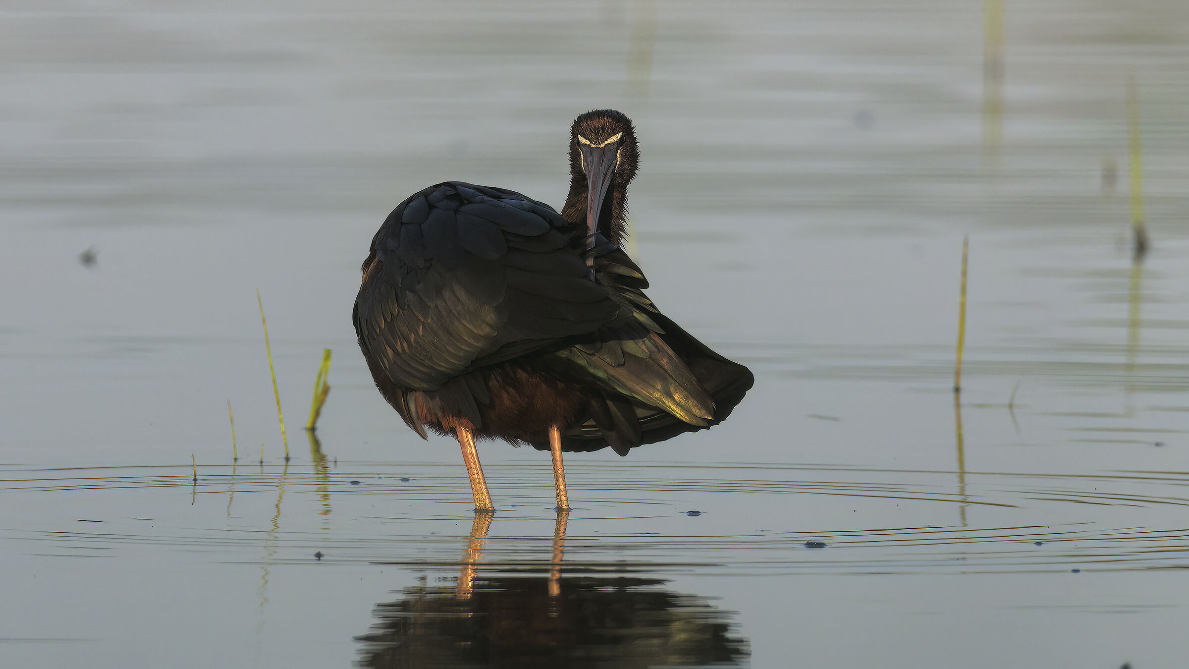 tra in filo d'erba e l'altro