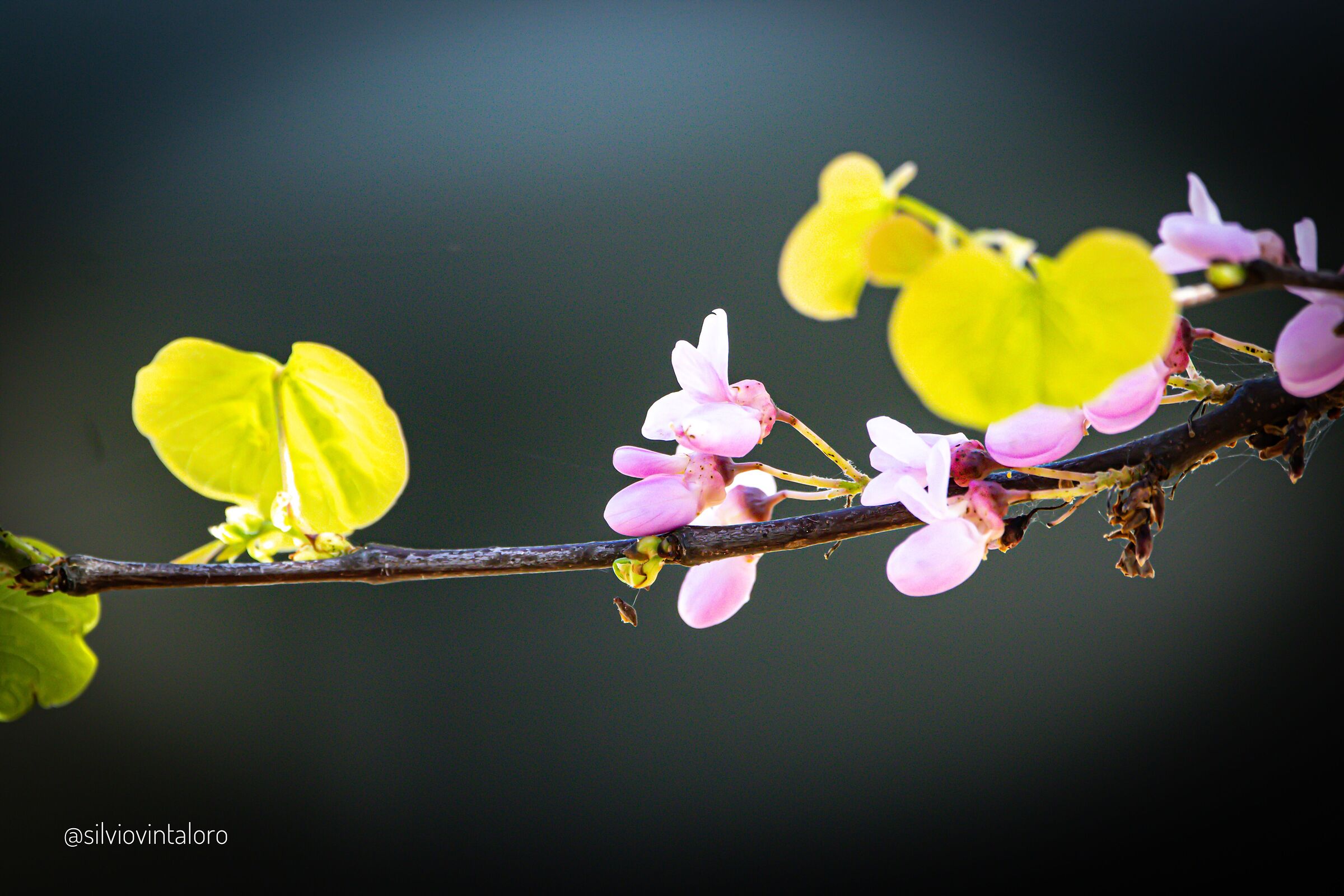 Primavera, Ceranesi (Genoa)