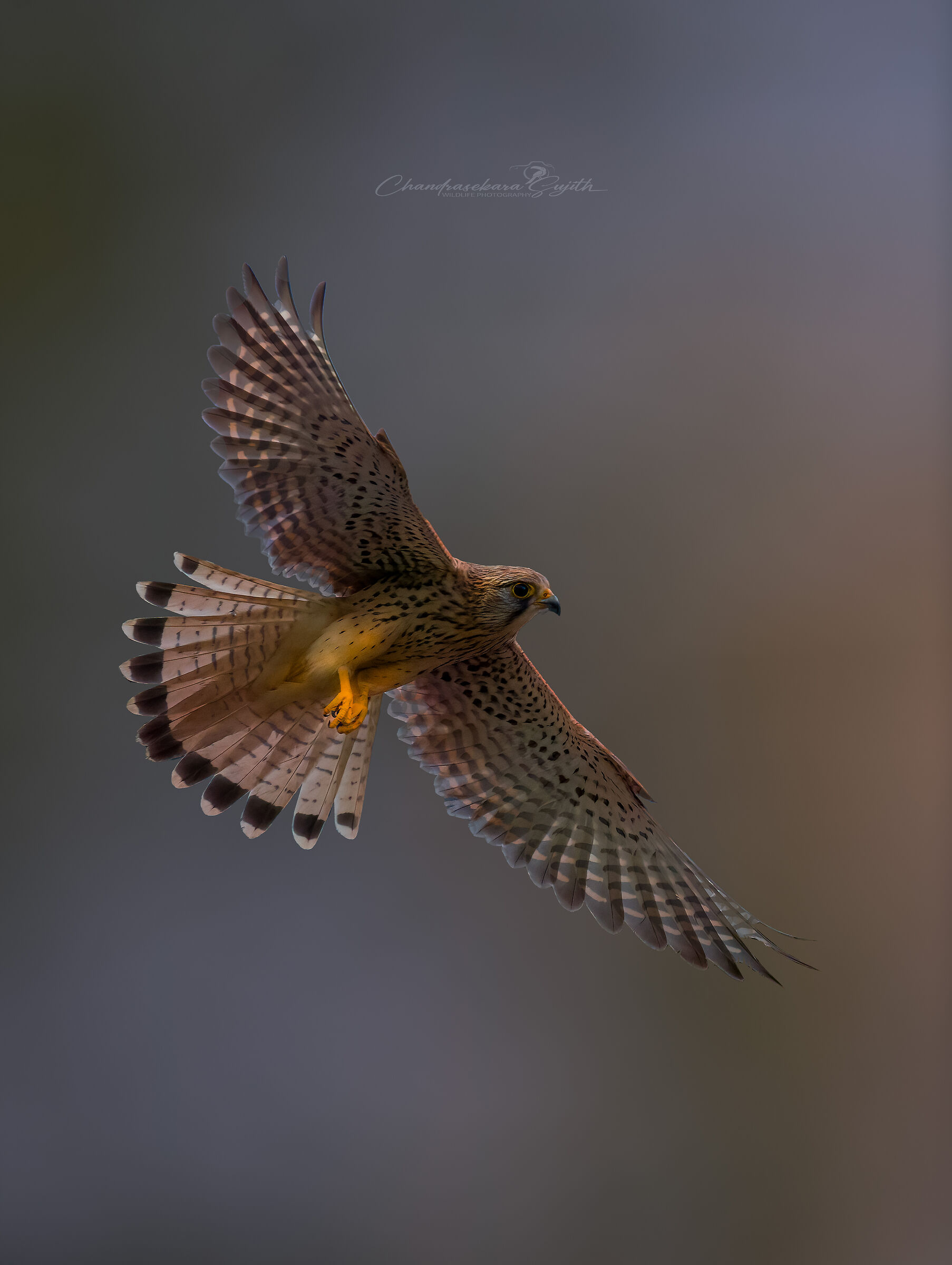 kestrel