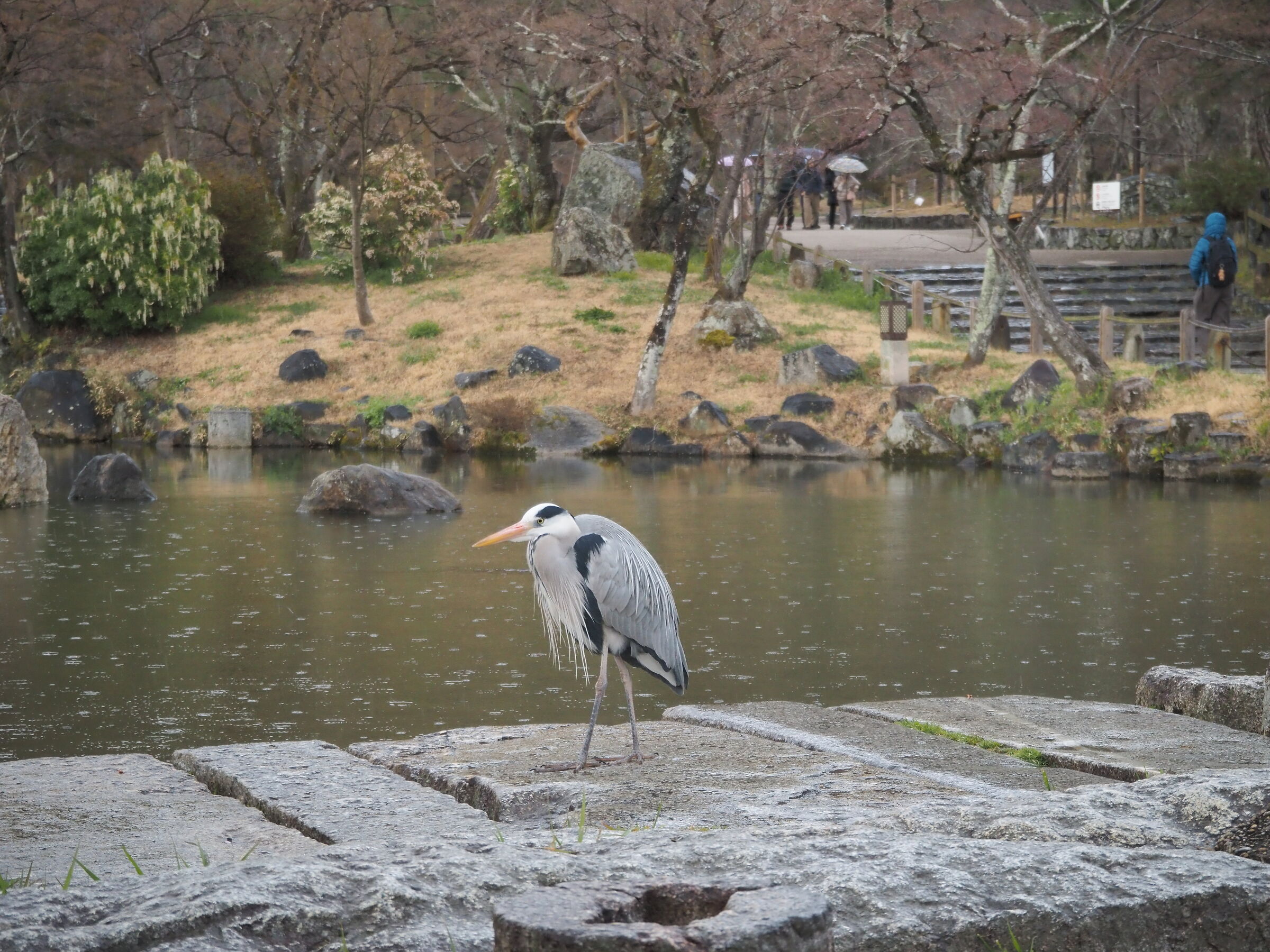 Airone al parco Maruyama
