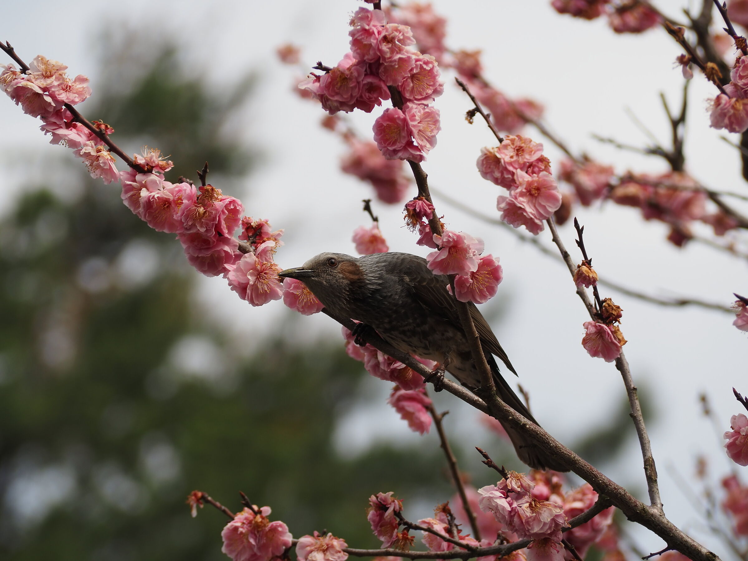 Nascosto tra i ciliegi