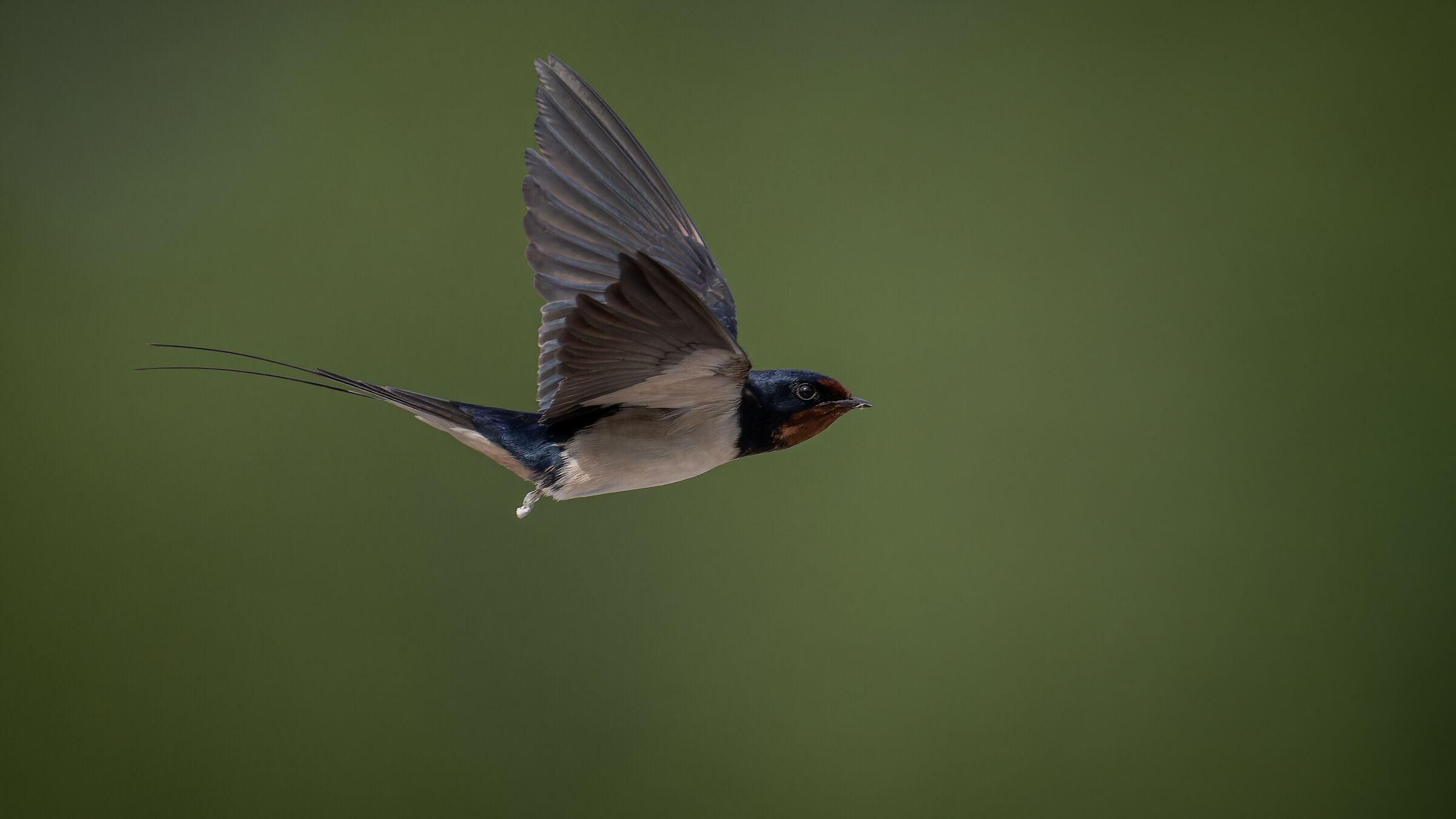 barn swallow