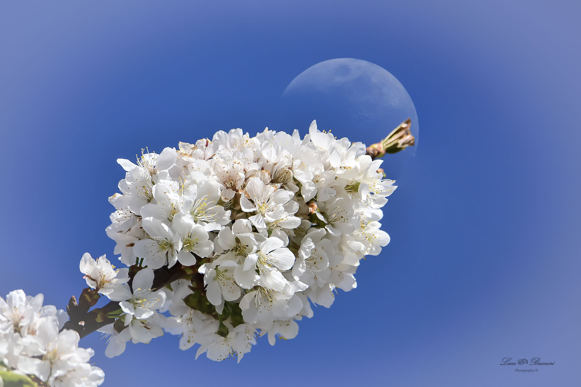 Fiori di ciliegio