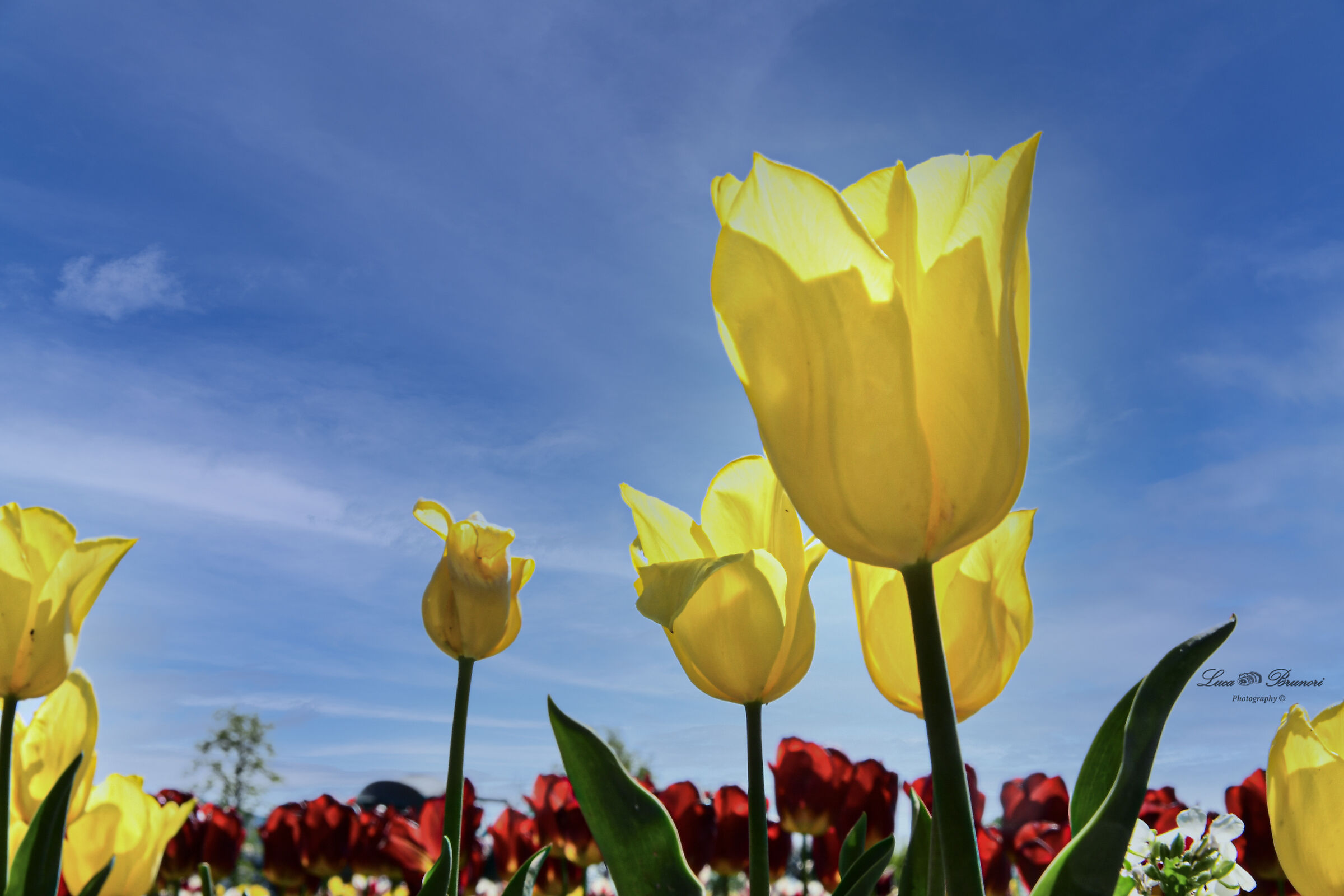 Tulipani