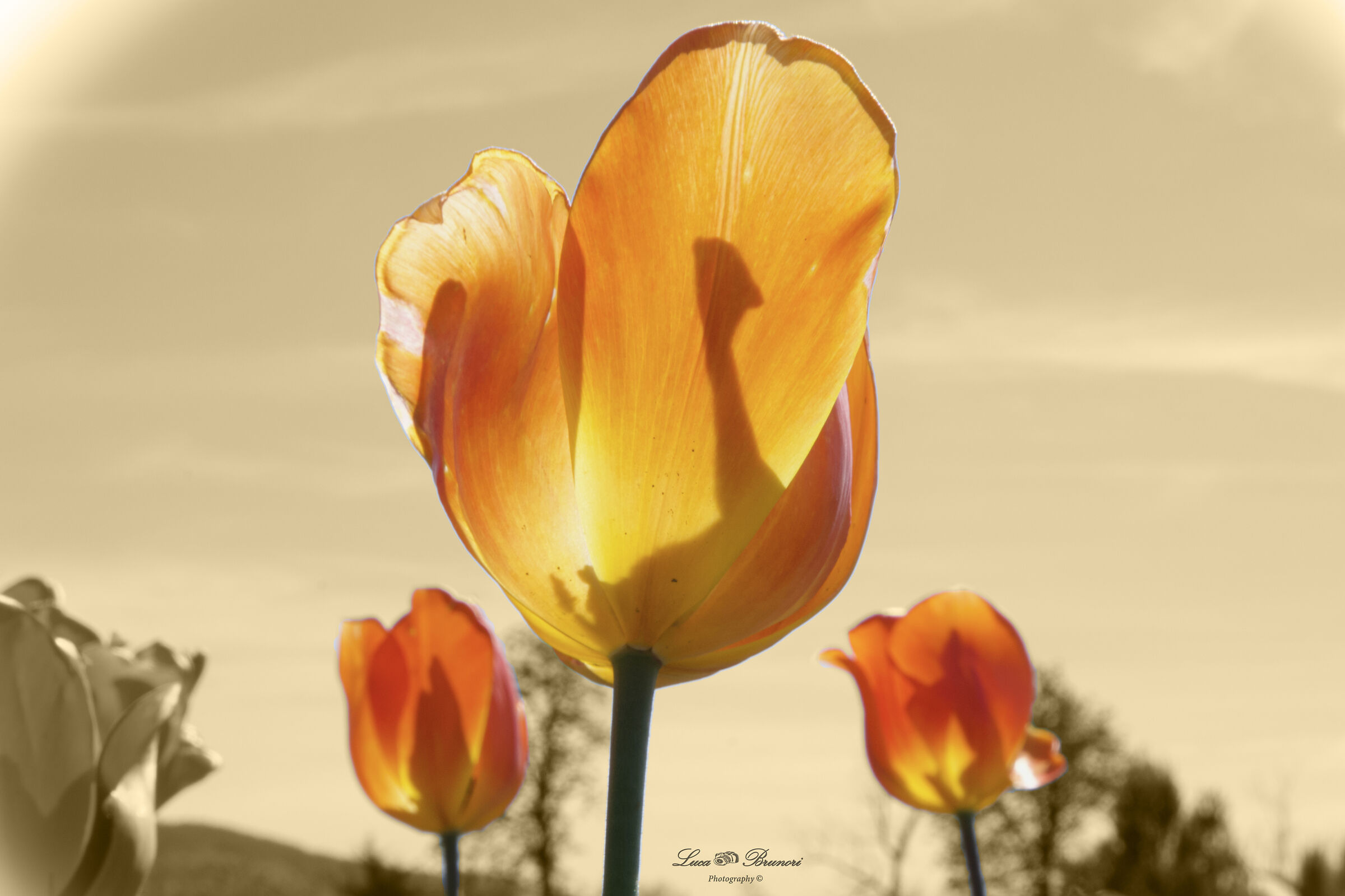 Tulipani