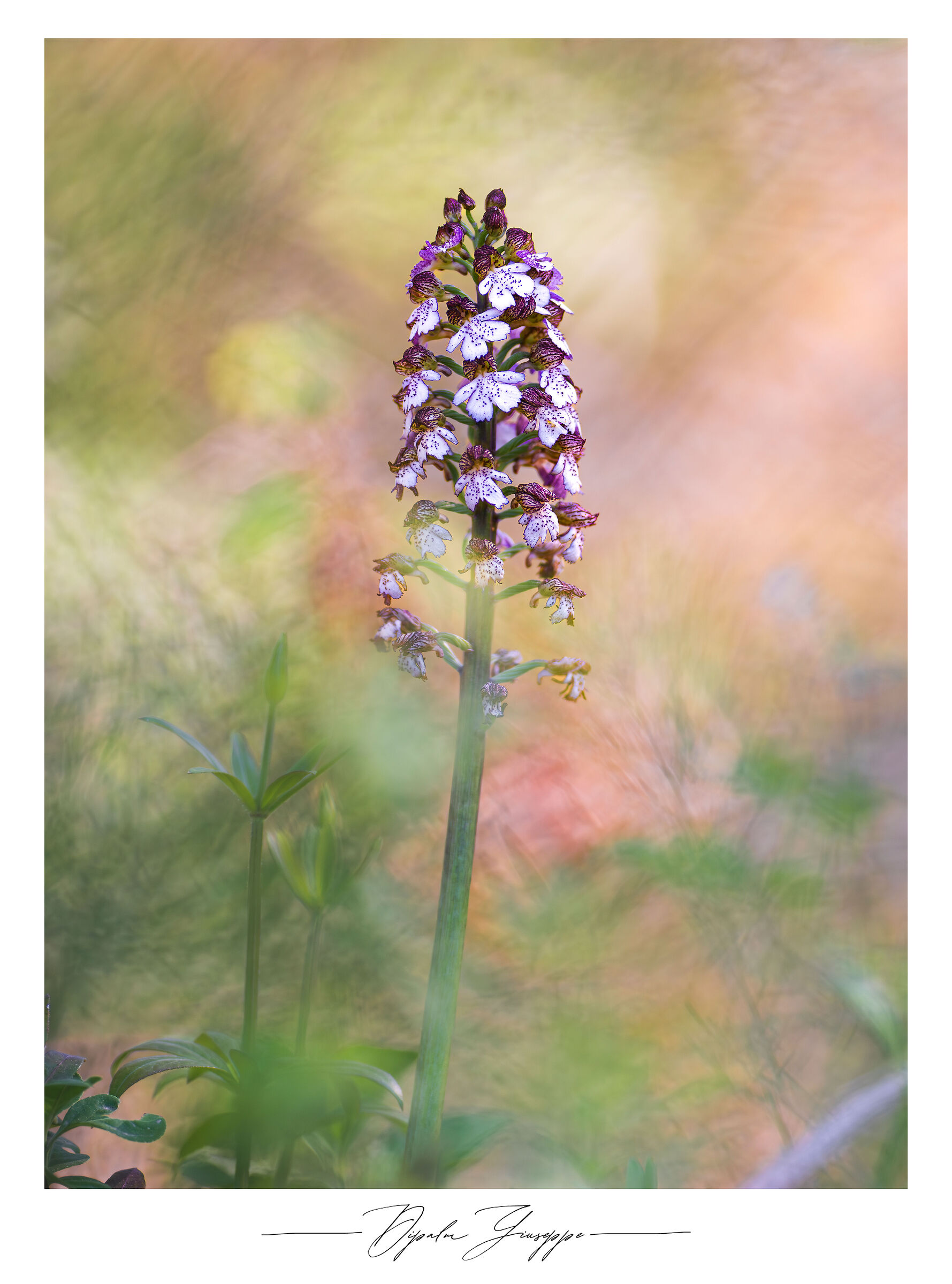 Orchis purpurea