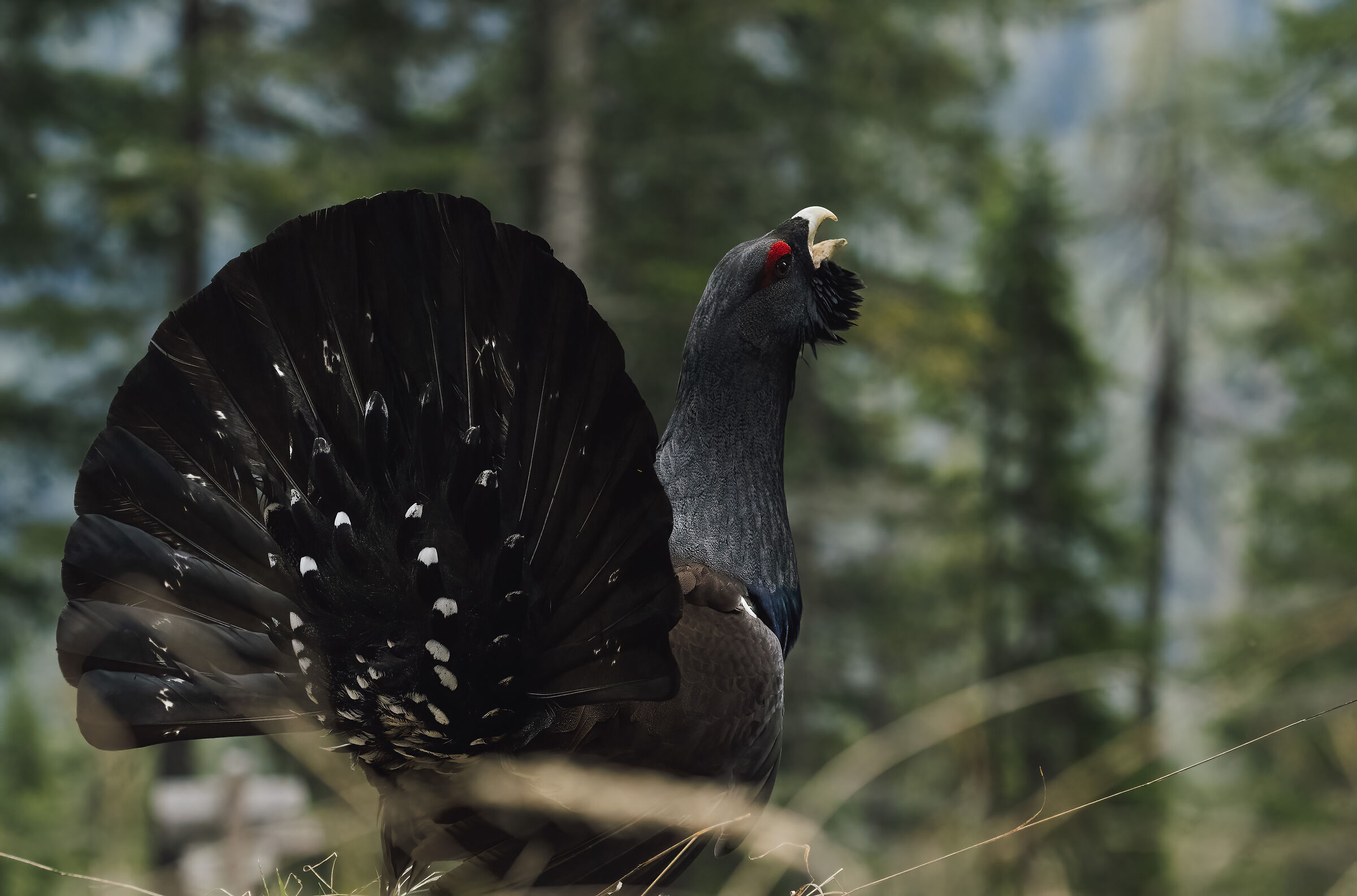 Il Richiamo della Foresta