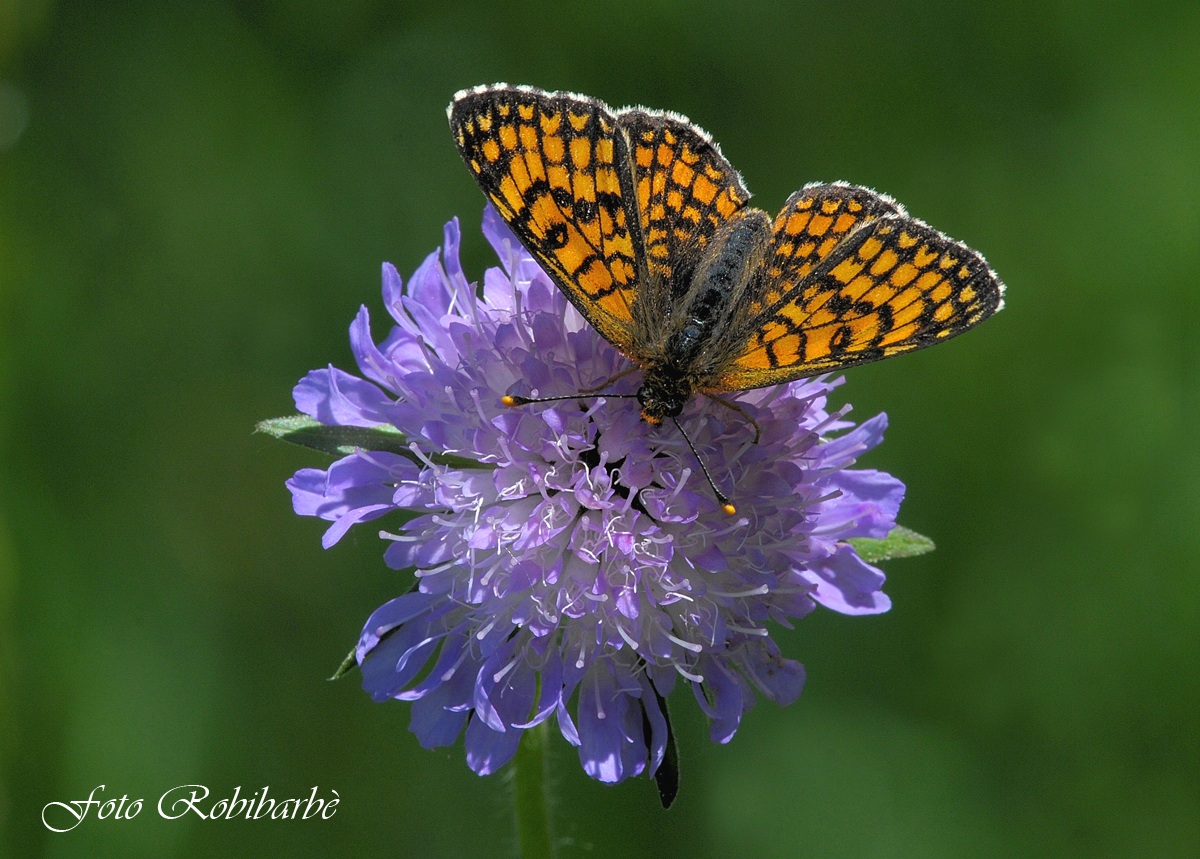 Meliataea cinxia......cinzia....