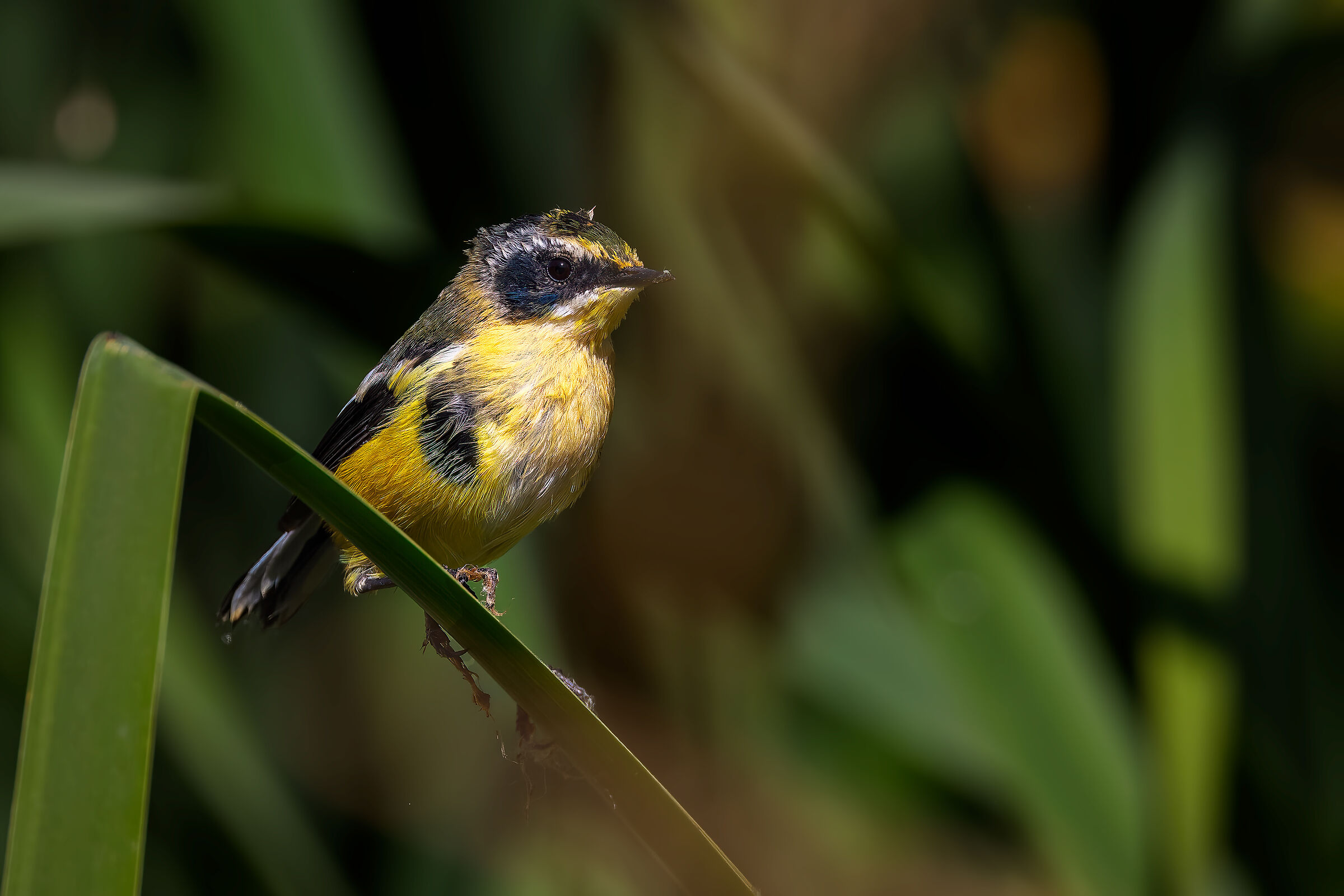 Tachuris rubrigastra (Settecolori)