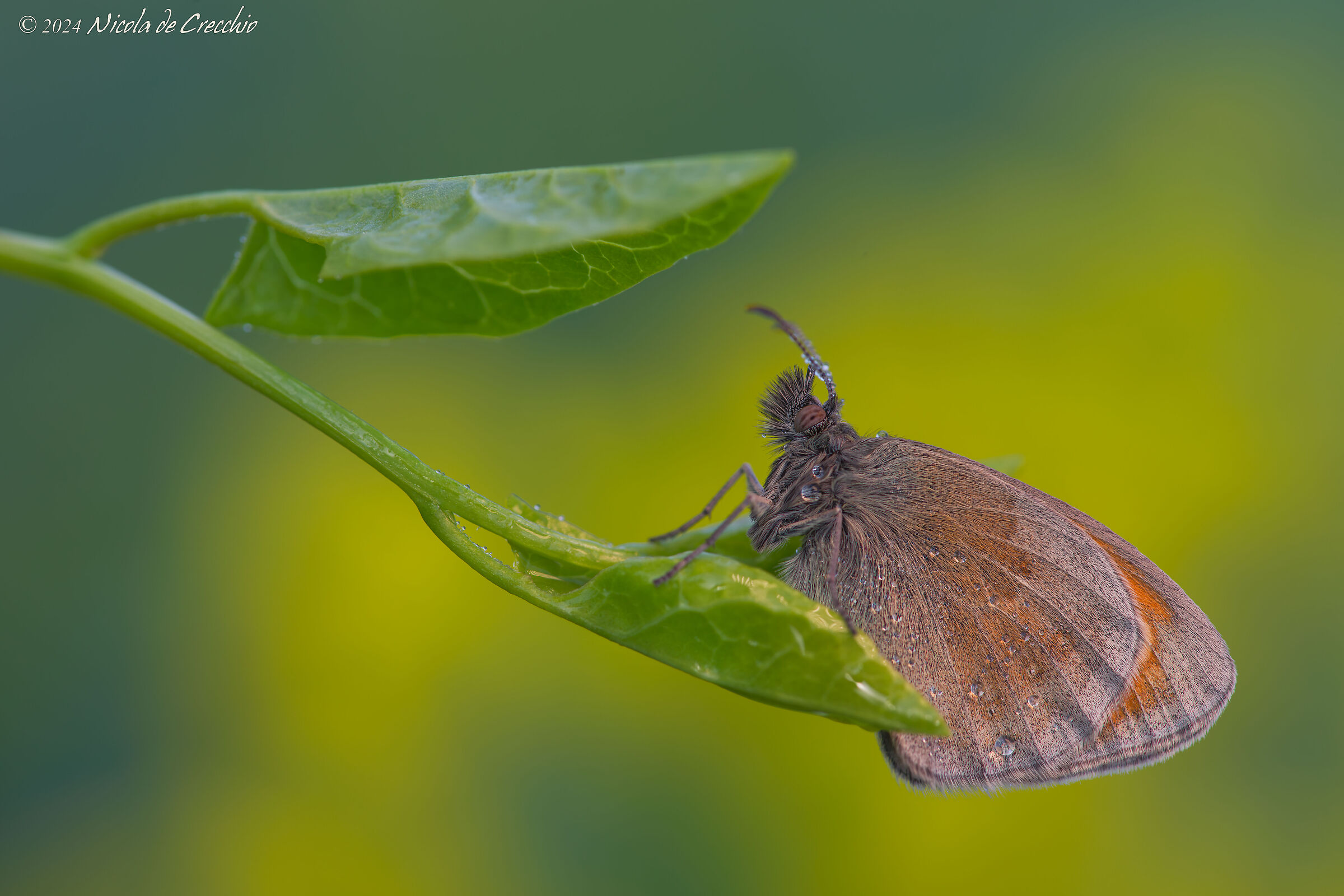 Coenonympha pamphilus