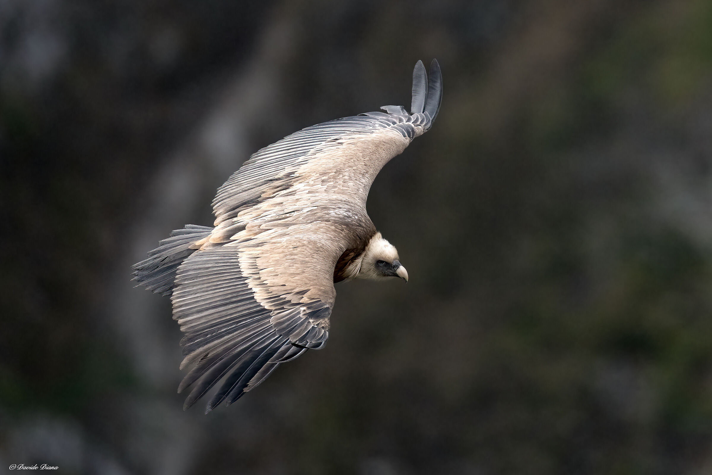 Griffon vulture - Gorges du Verdon