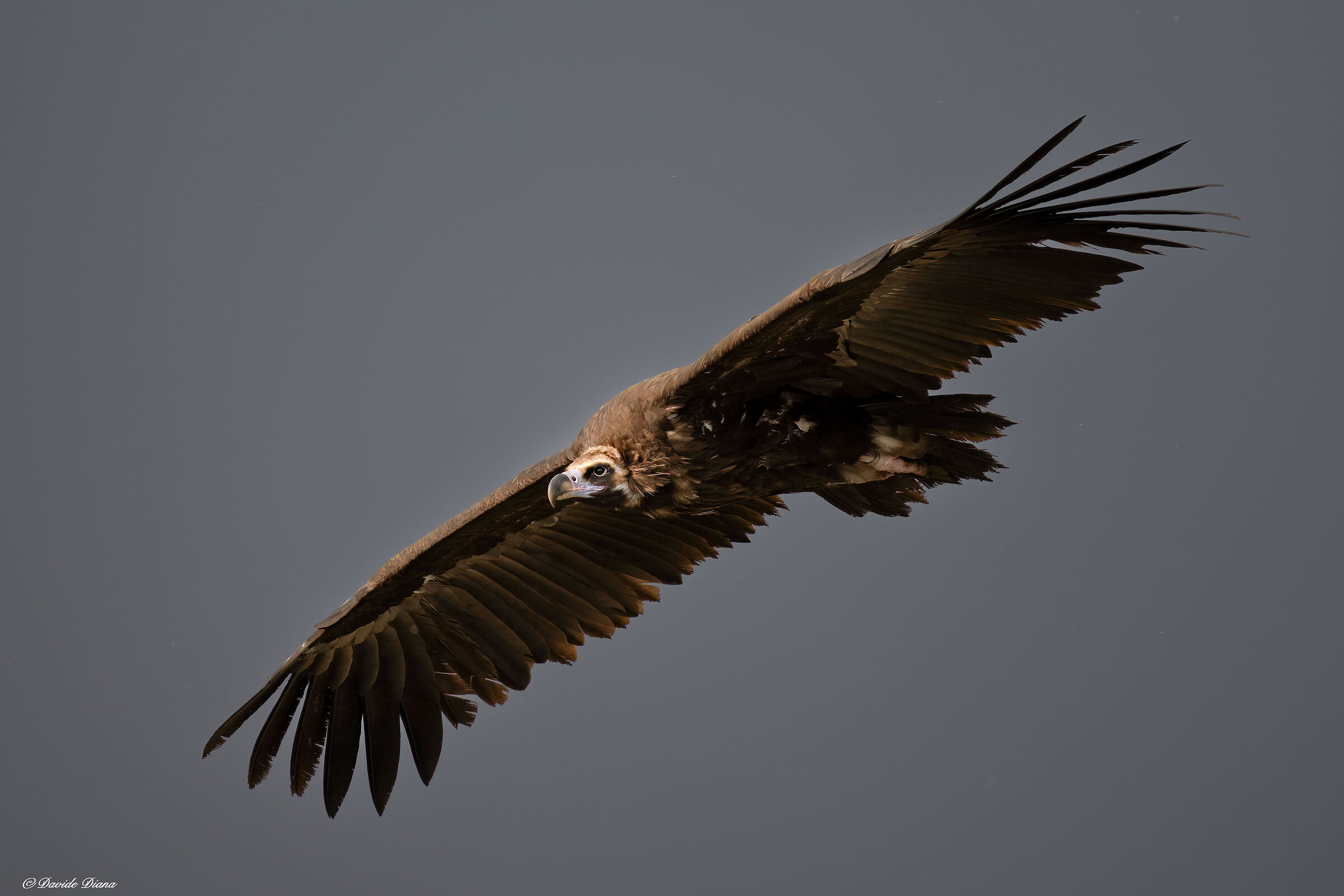 Monk Vulture - Gorges du Verdon