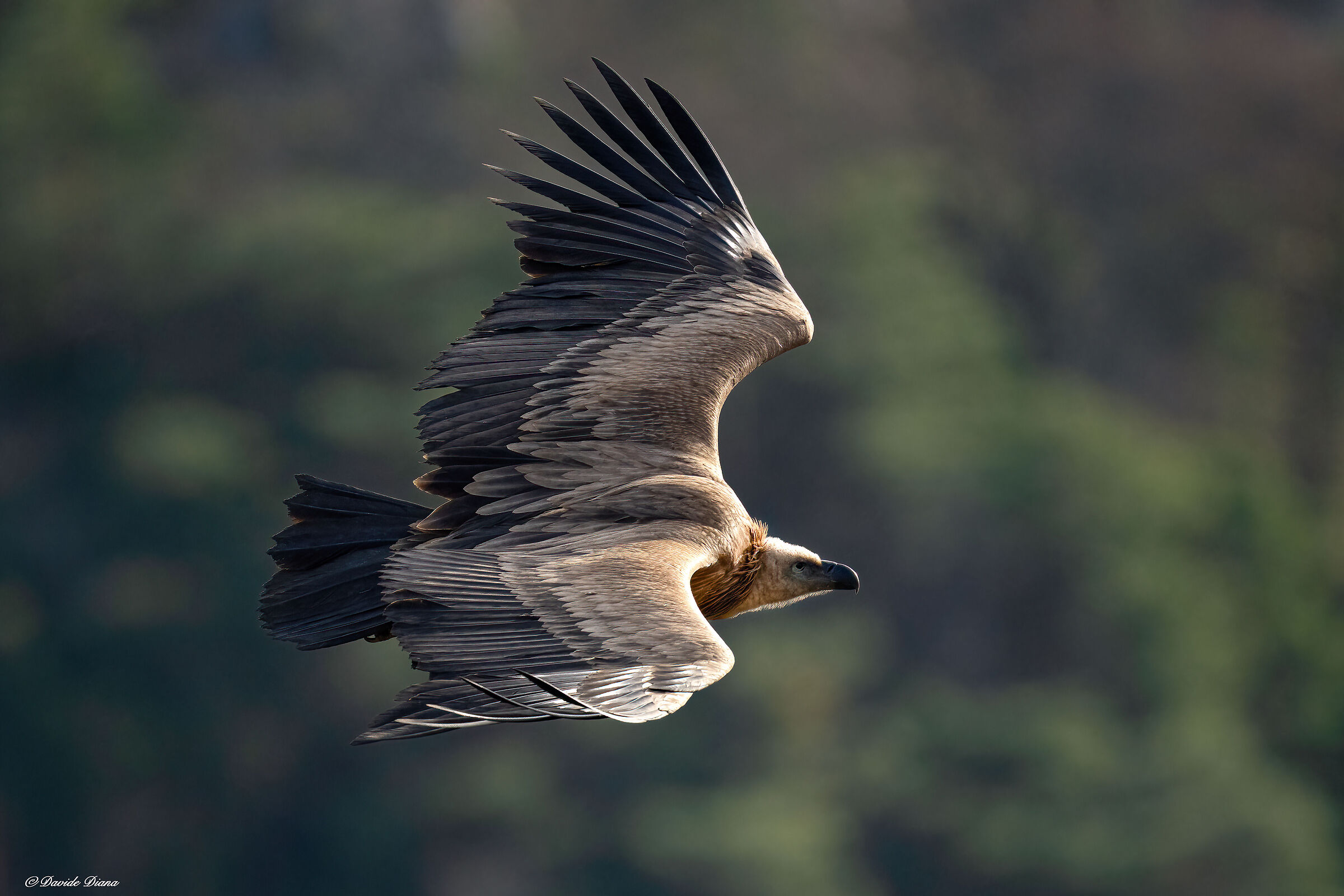 Griffon vulture - Gorges du Verdon