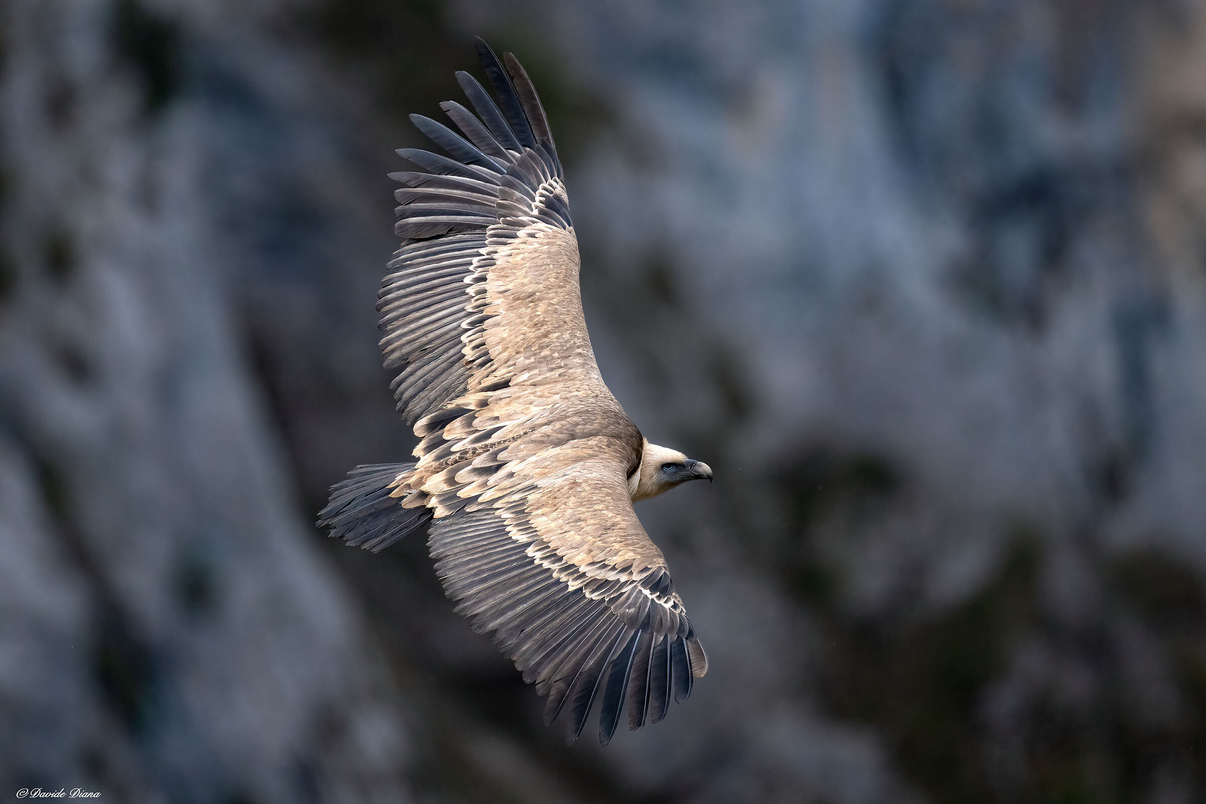Griffon vulture - Gorges du Verdon