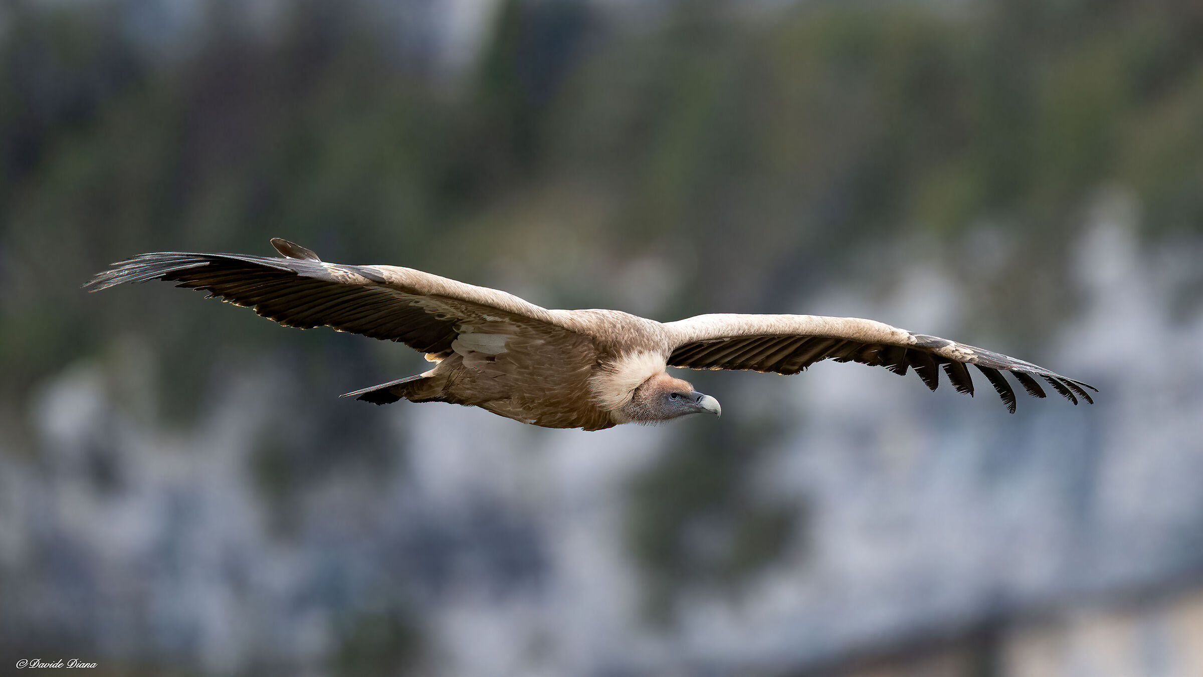 Griffon vulture - Gorges du Verdon