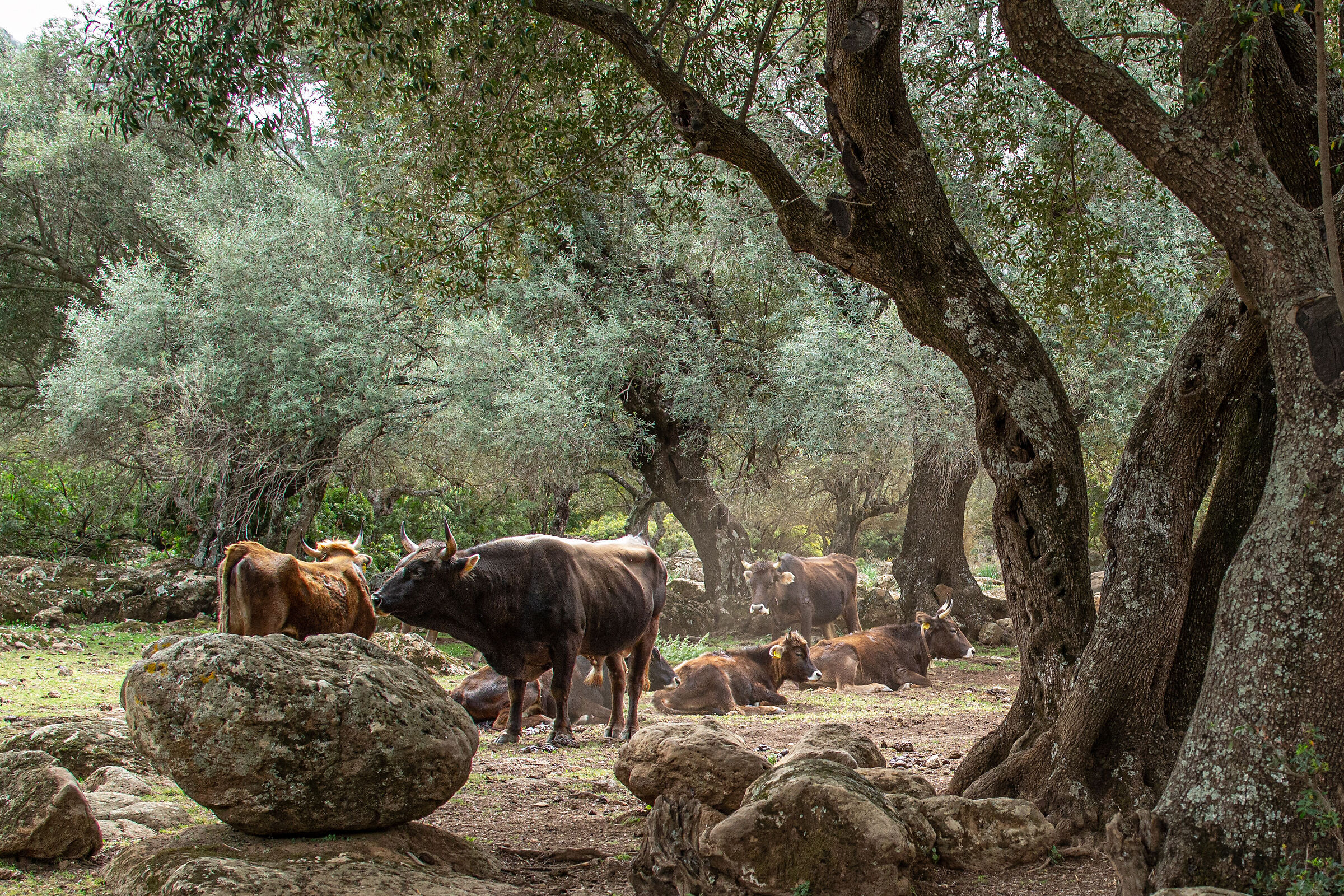 Animali al pascolo sul Golgo di Baunei. NU