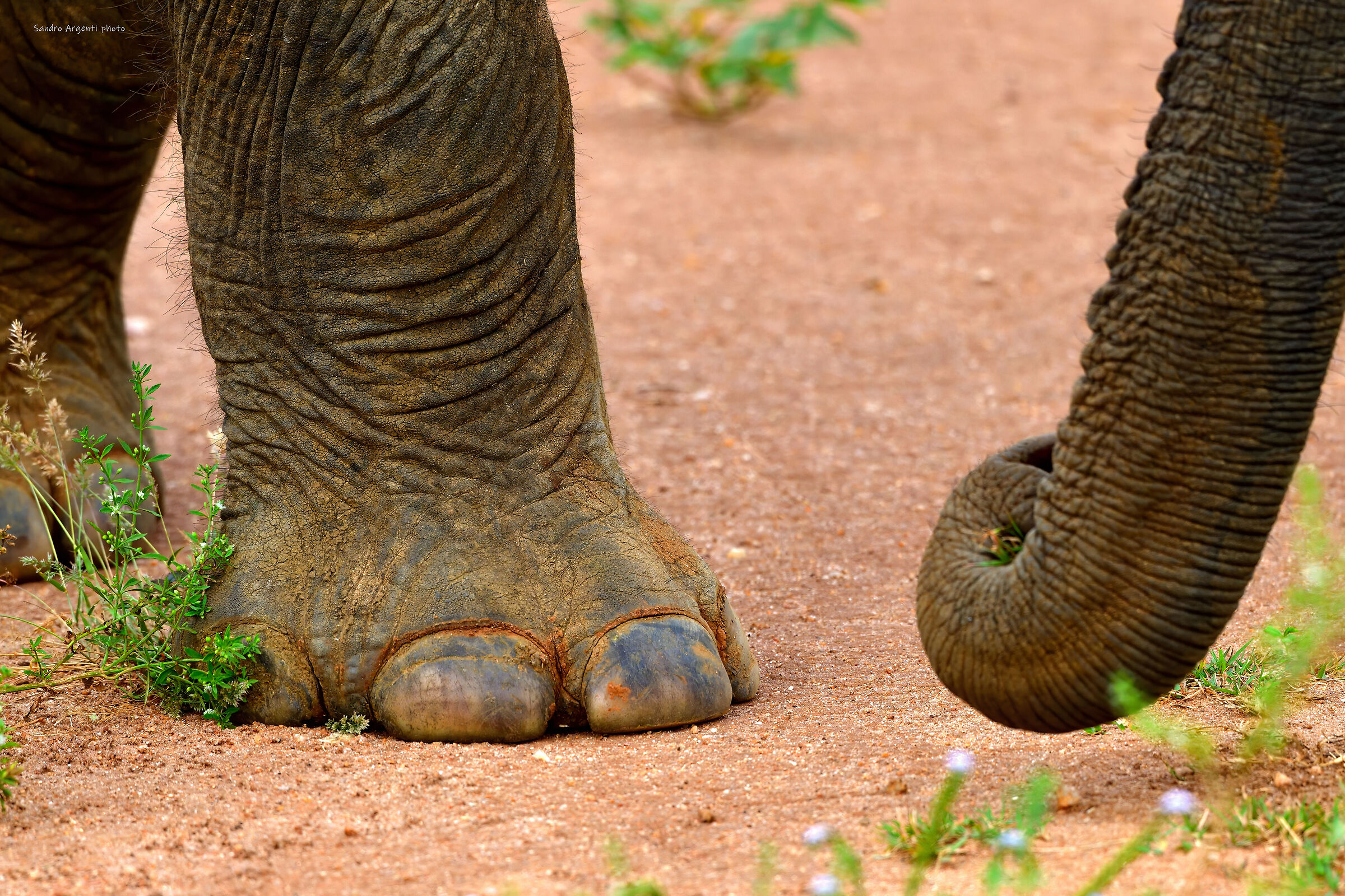 Riuscirò a trovare una pedicure per le mie unghie?