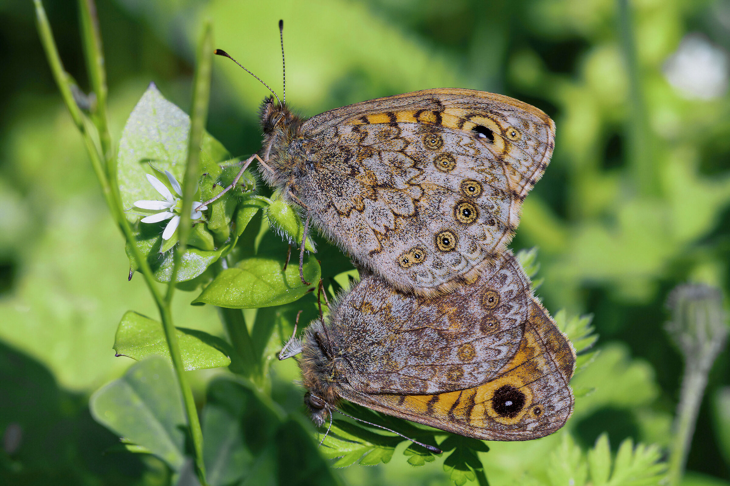 Pair of Lasiommata hag