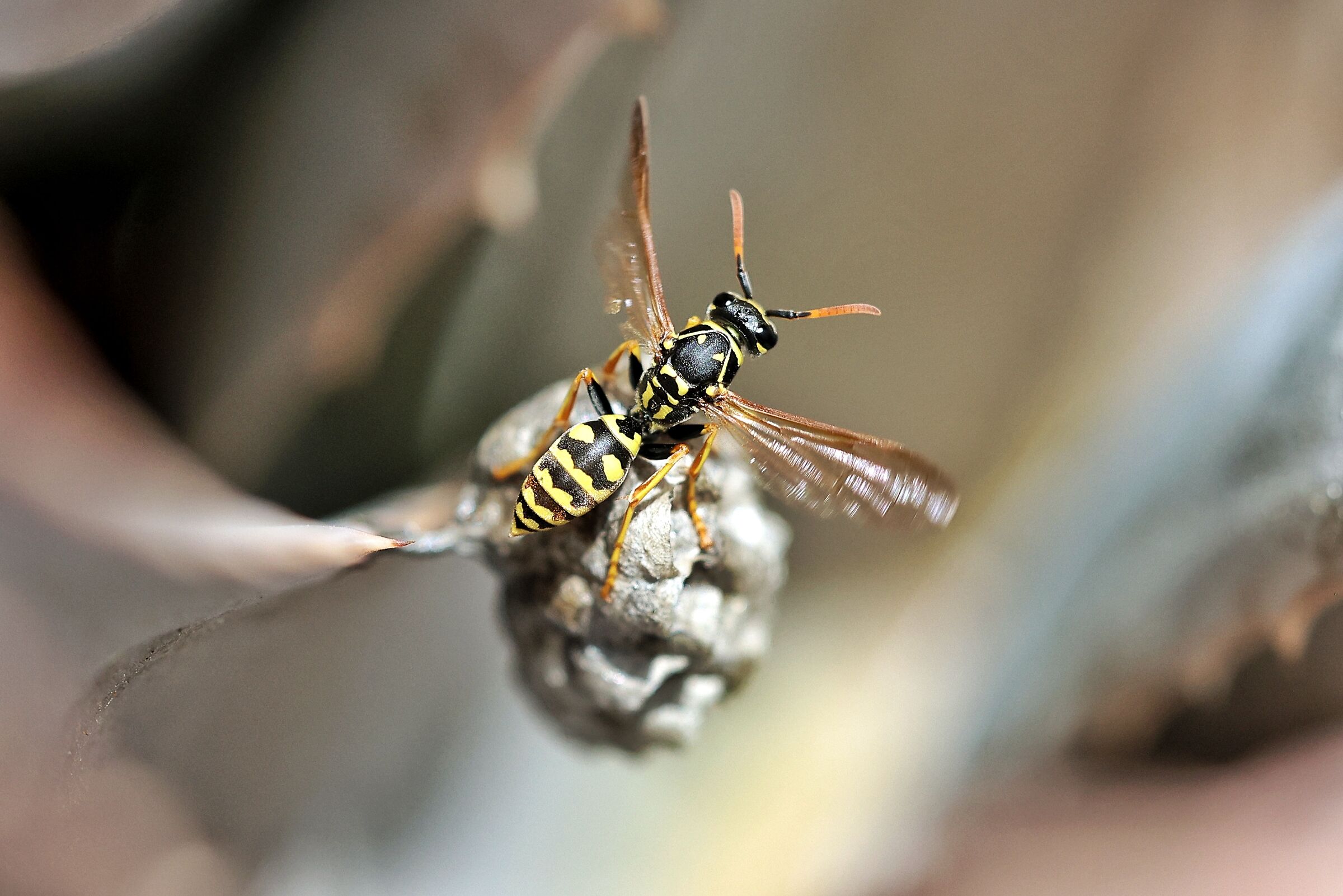 Polistes nimpha _ young queen refreshes the nest