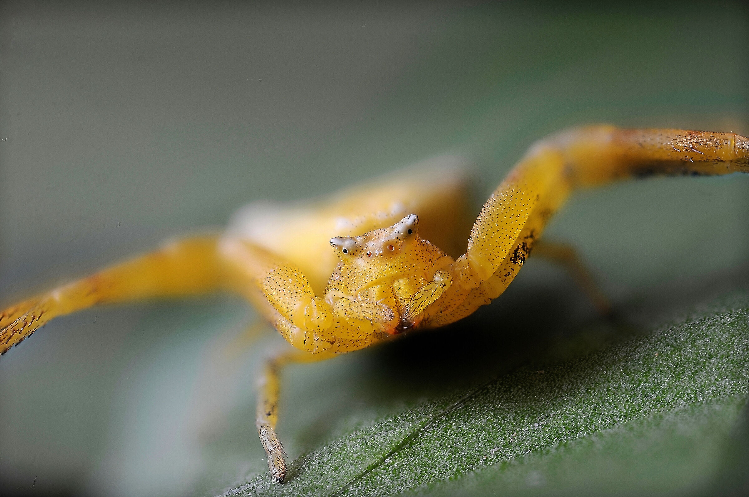 Pronto alla sfida (Thomisus)