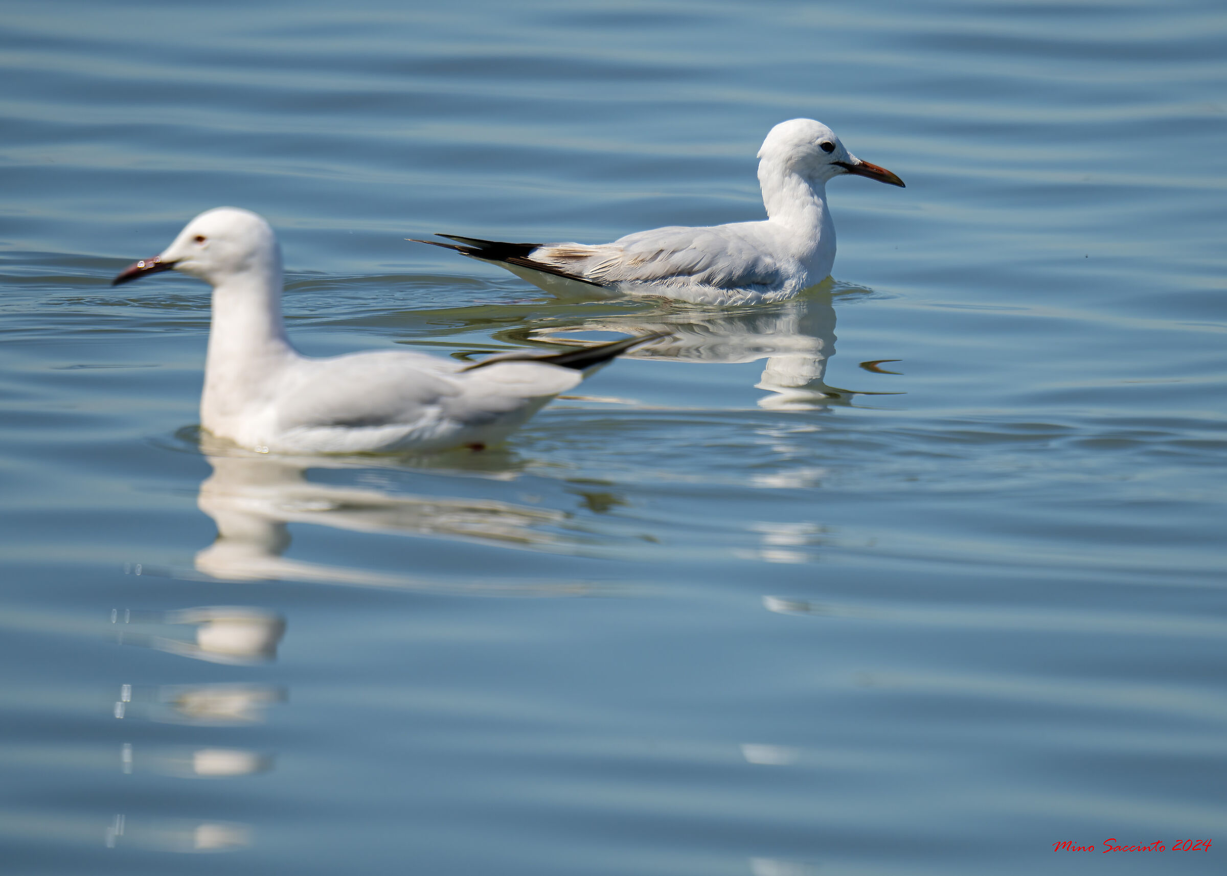 Gabbiano Rosso (Saline Margherita)
