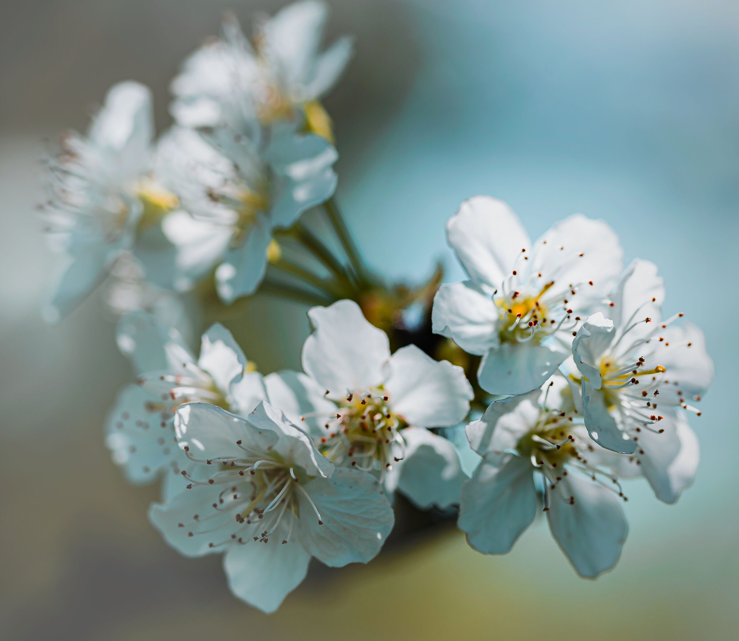 Mountain cherry blossoms