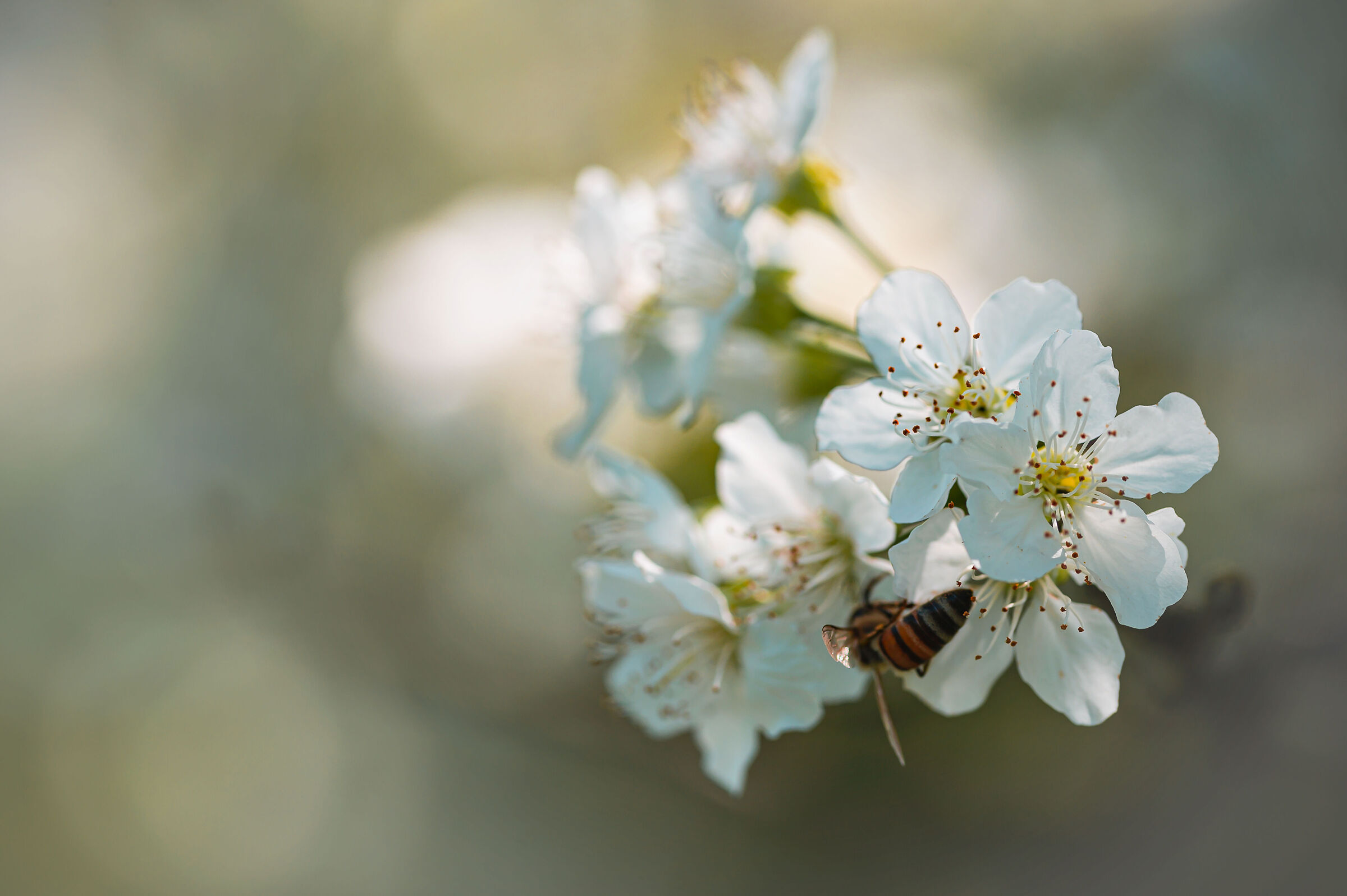Fiori di ciliegio montano
