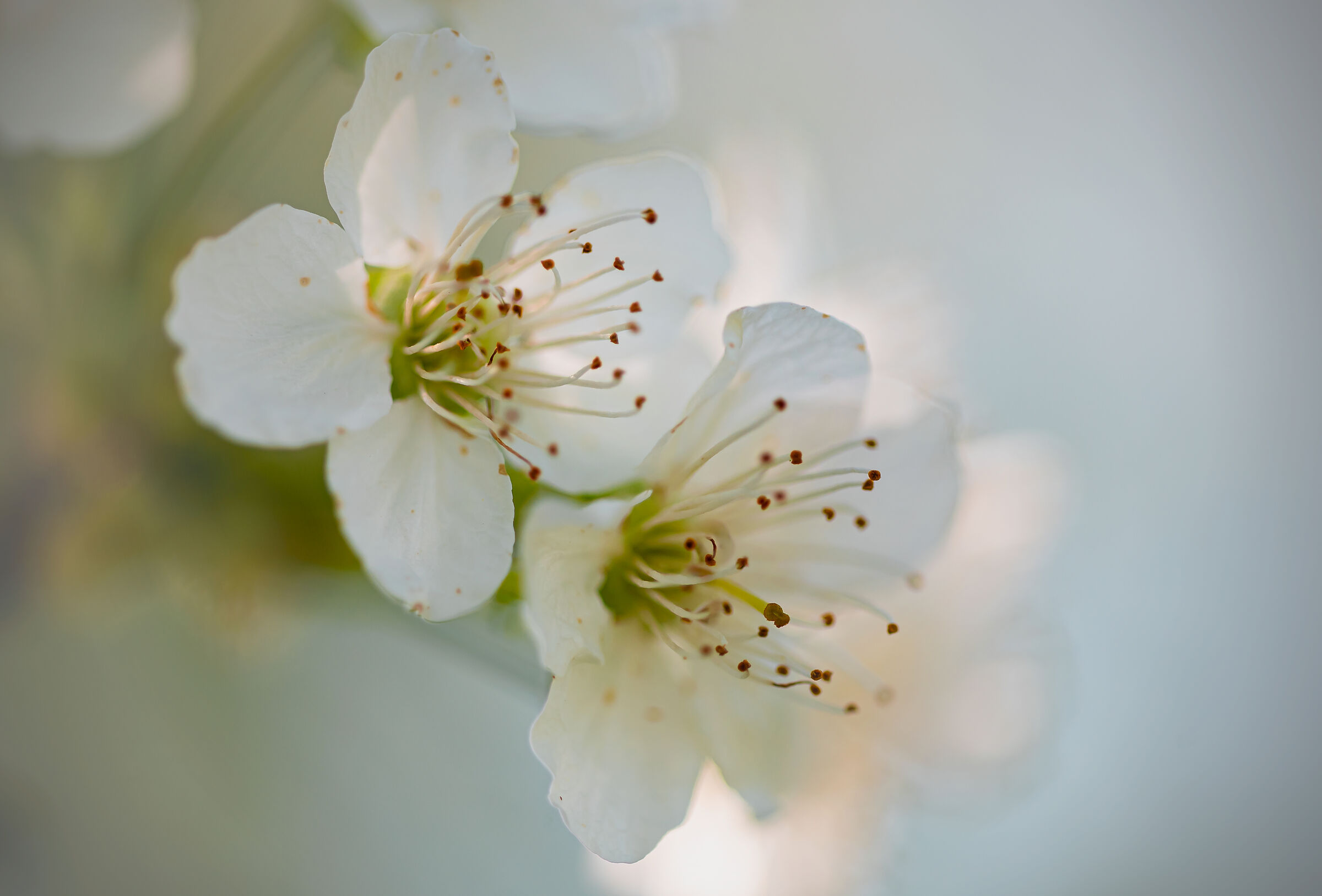 Fiori di ciliegio montano