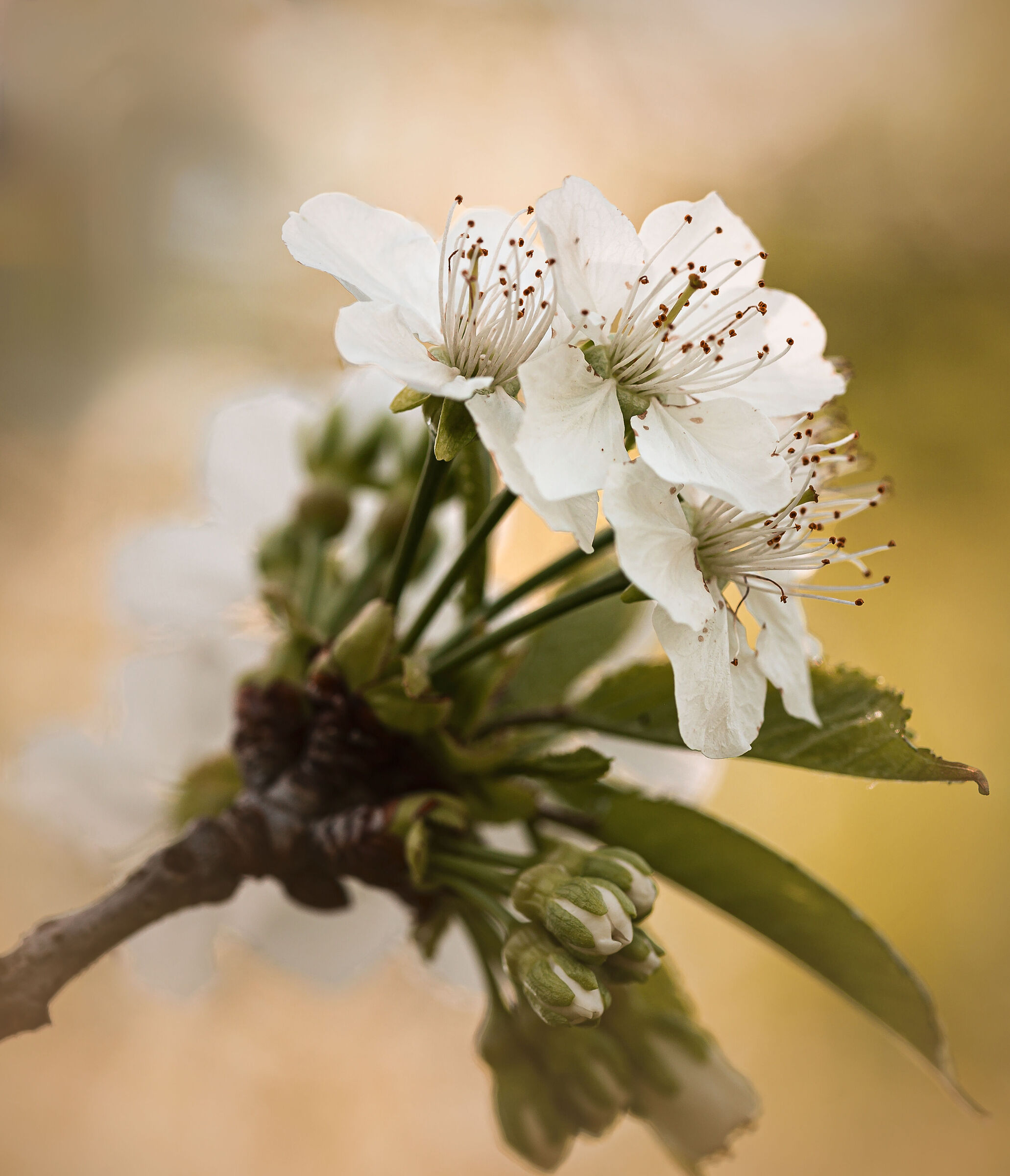 Fiori di ciliegio montano