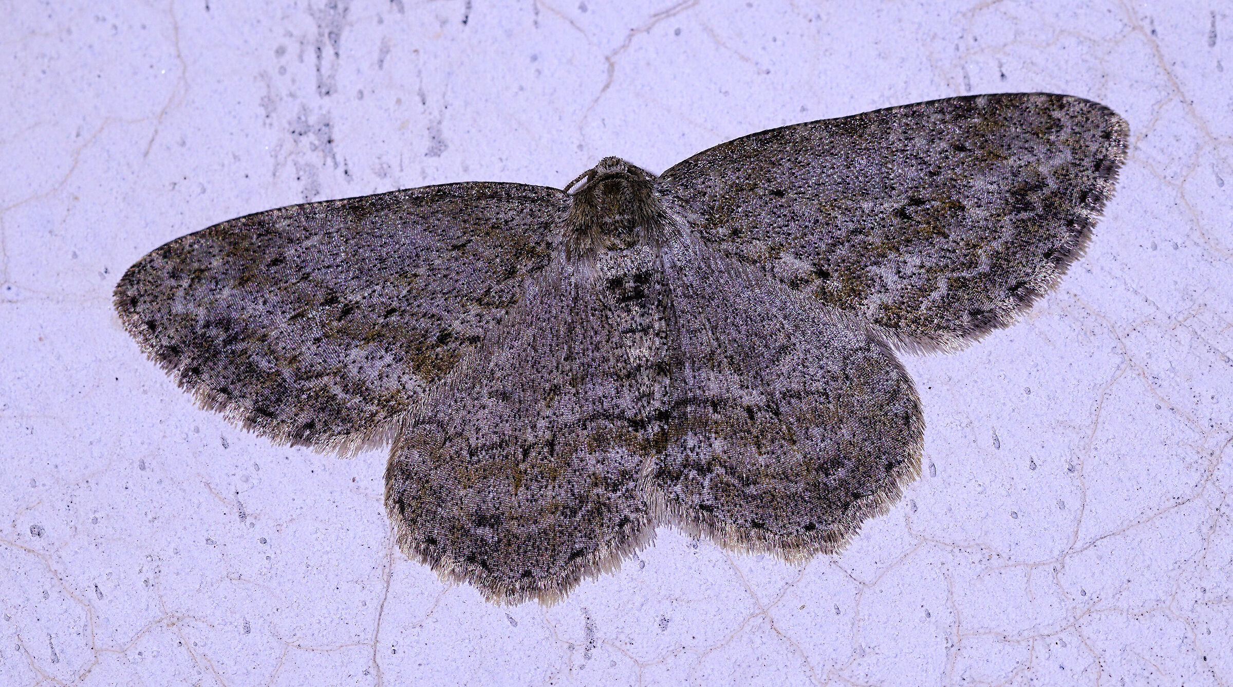 Ectropis crepuscularia