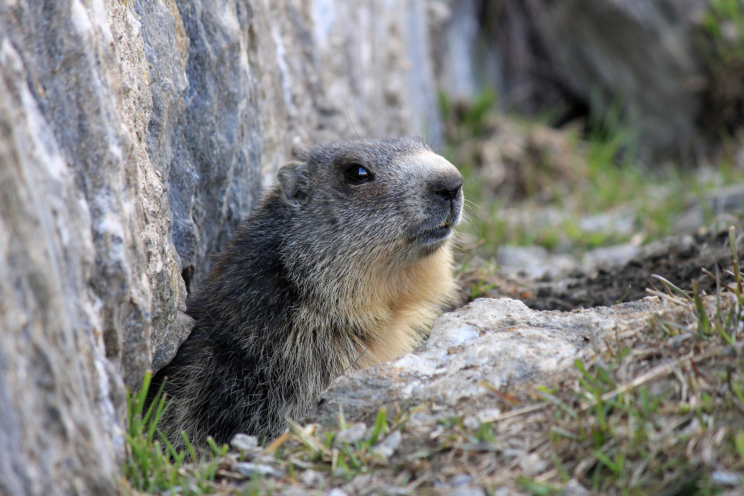 Marmot Mont Cenis