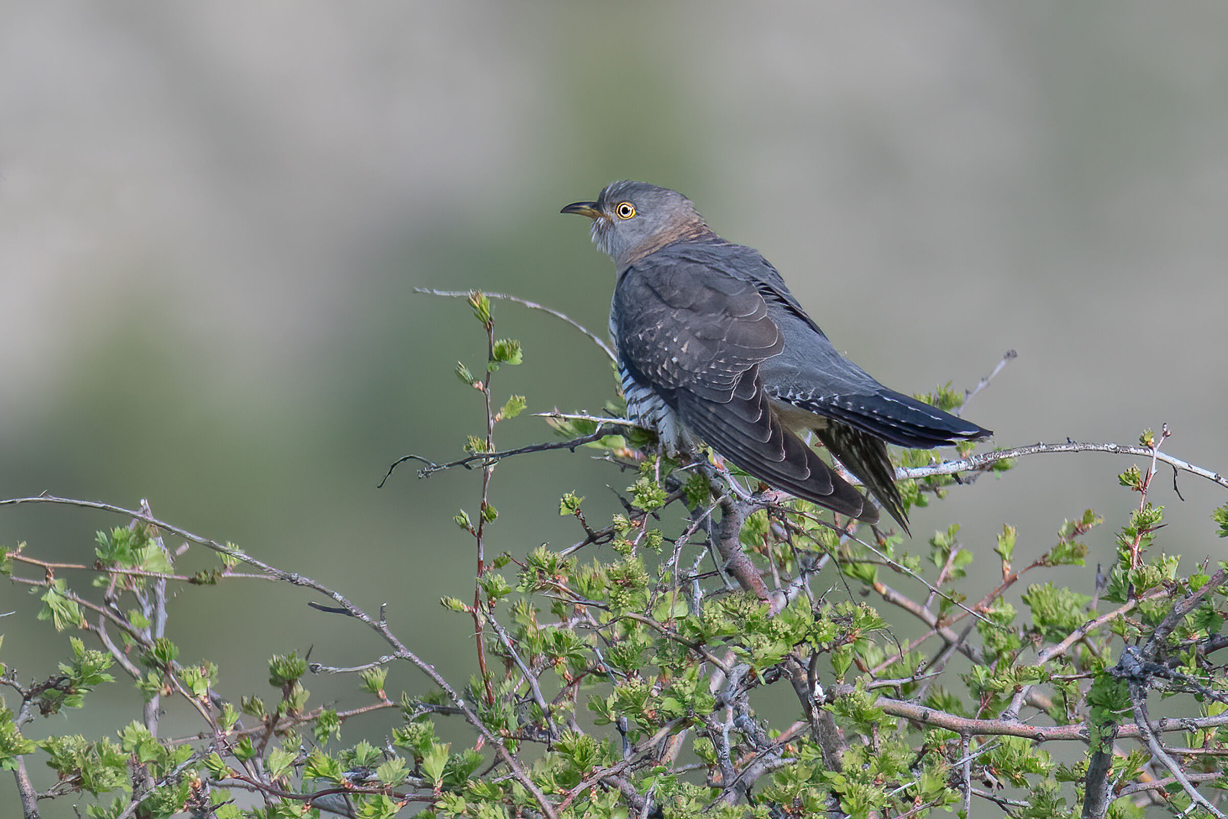 Cuculo(Cuculus canorus)
