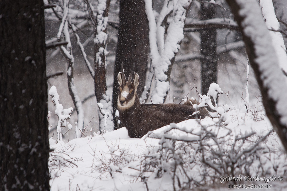 Suede "under" the snowfall