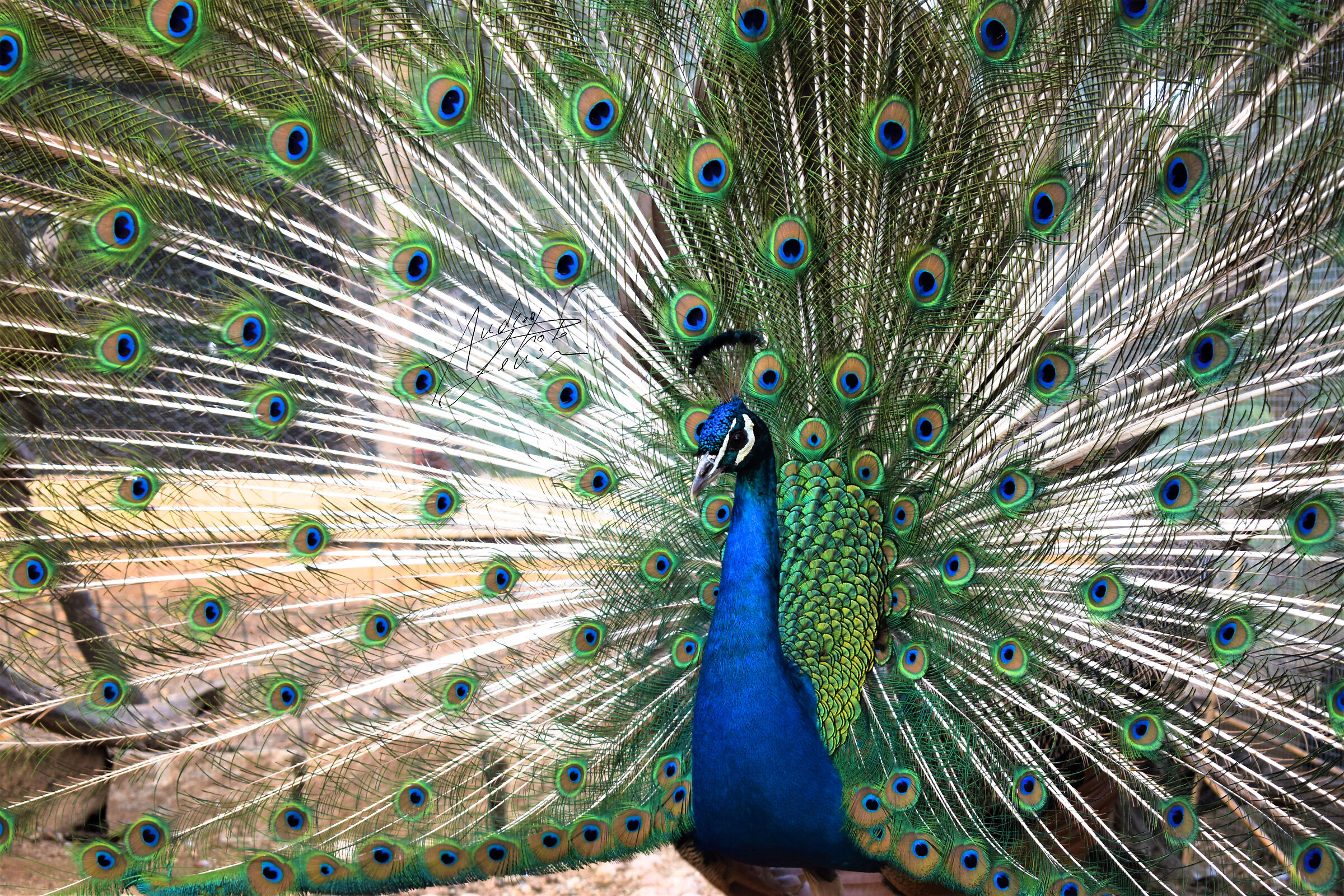 PEACOCK