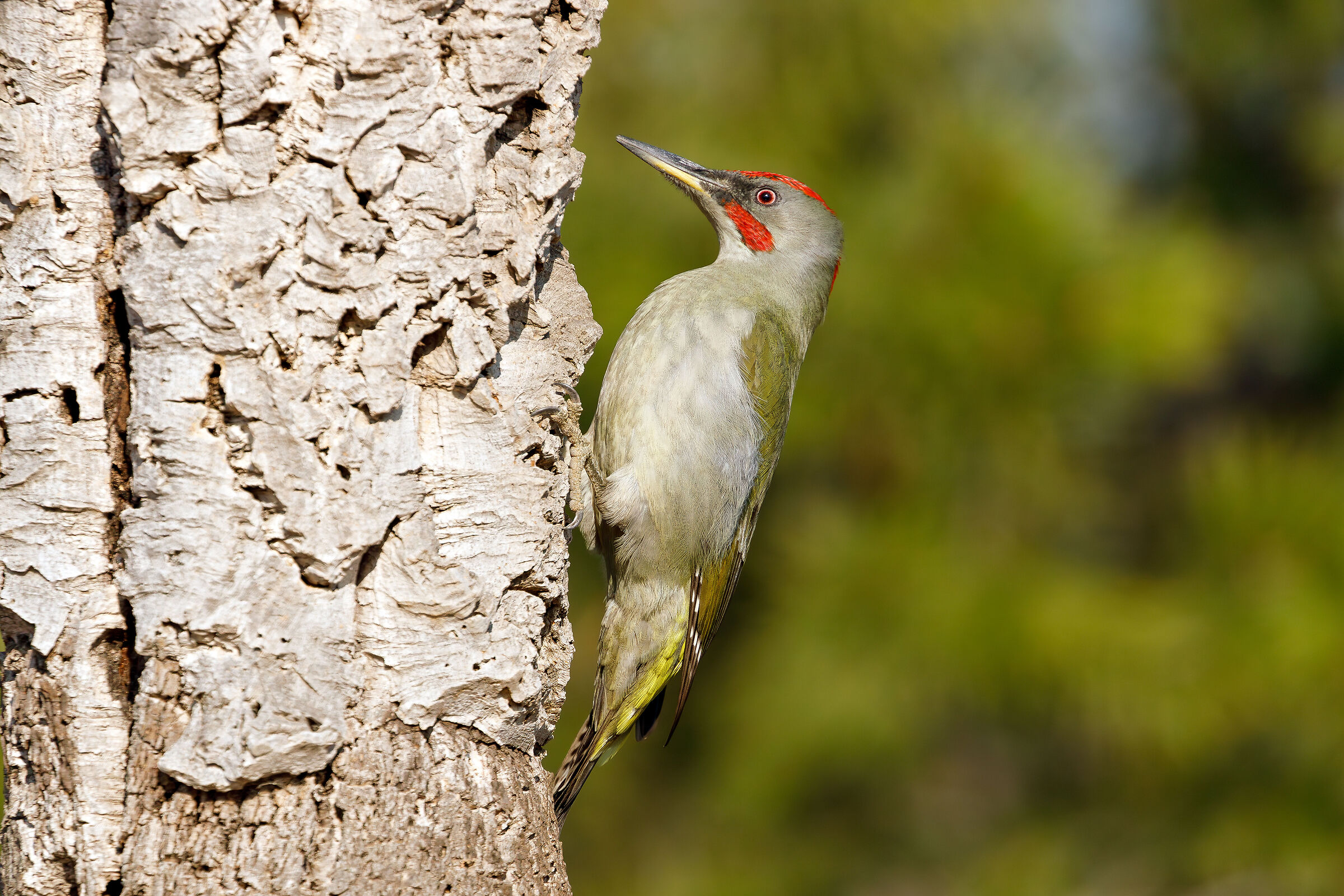 Iberian Green Woodpecker