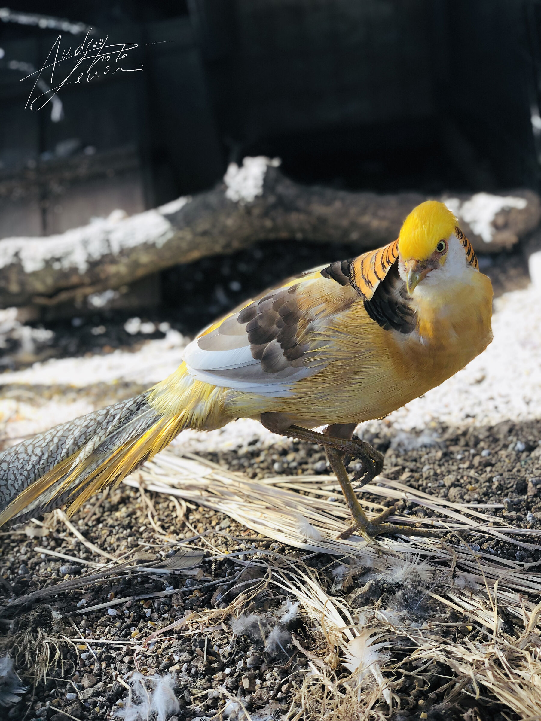 GOLDEN LUTINO PHEASANT