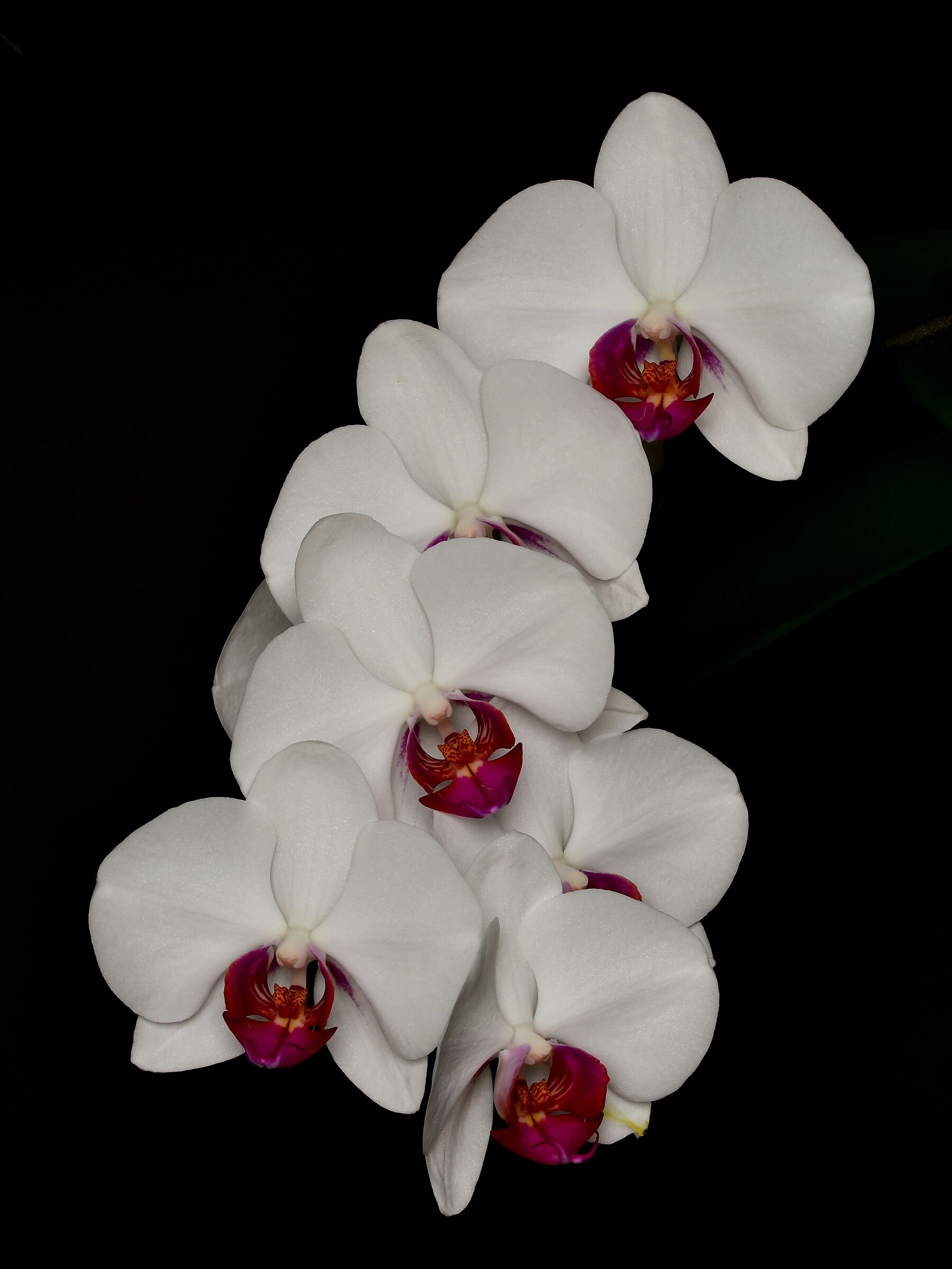 Orchid