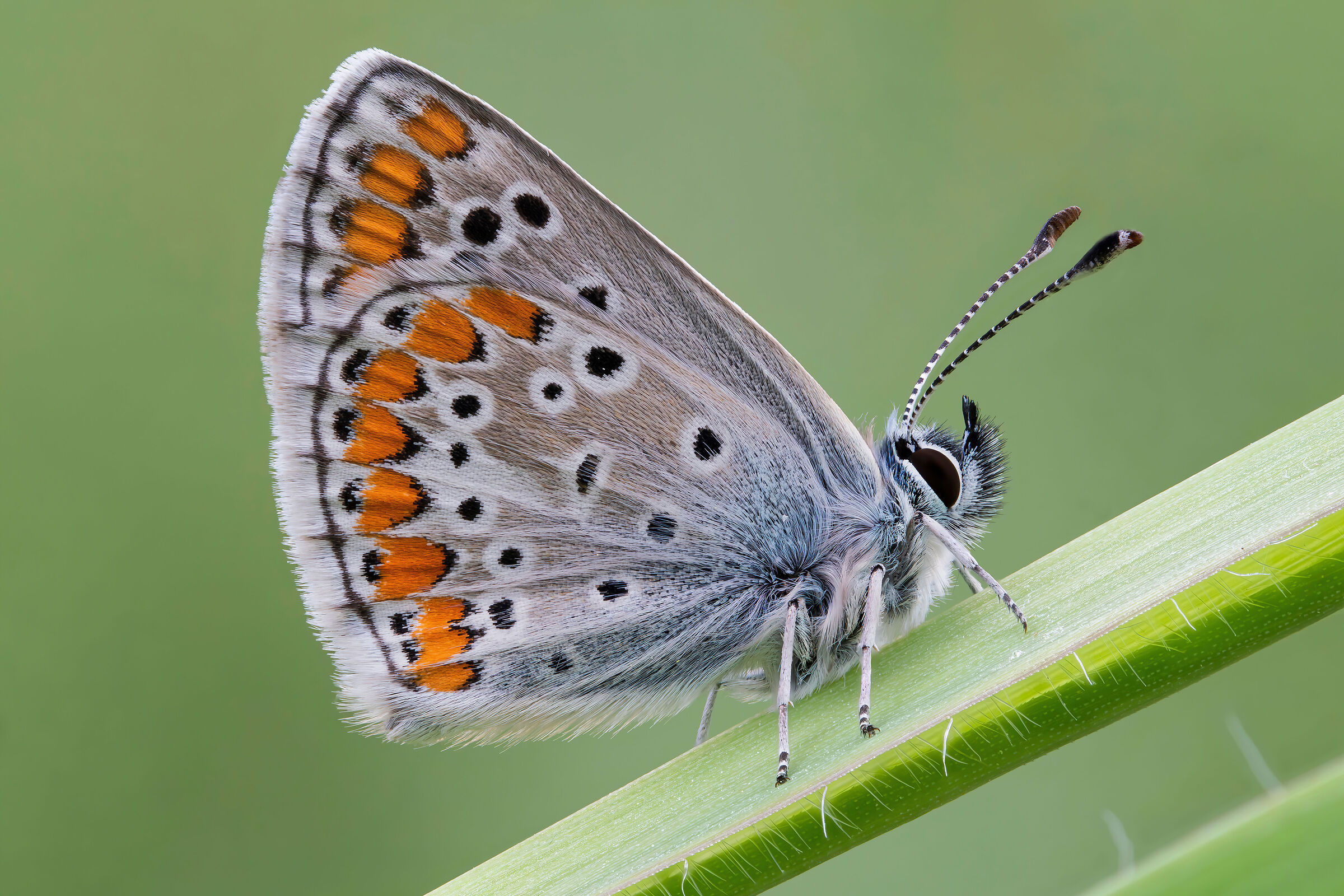 Aricia agestis
