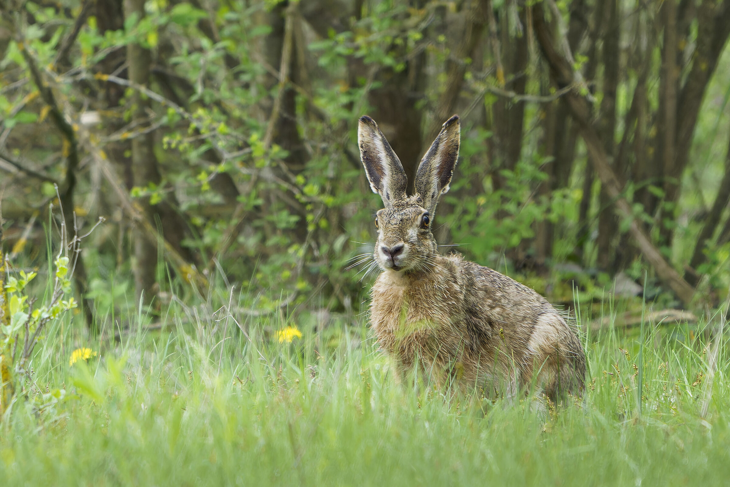 "Looks." Italian hare