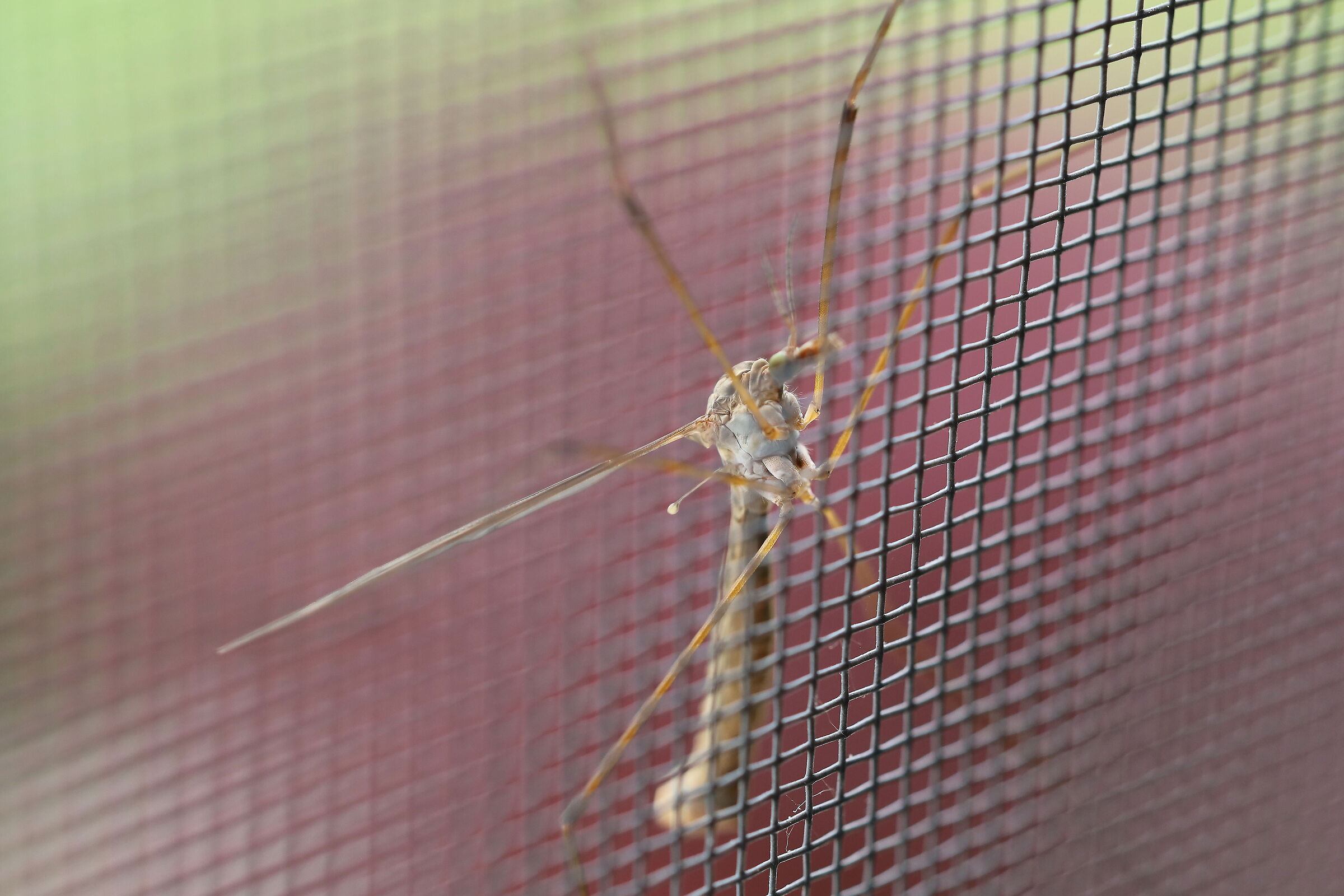 Luckily the mosquito net...