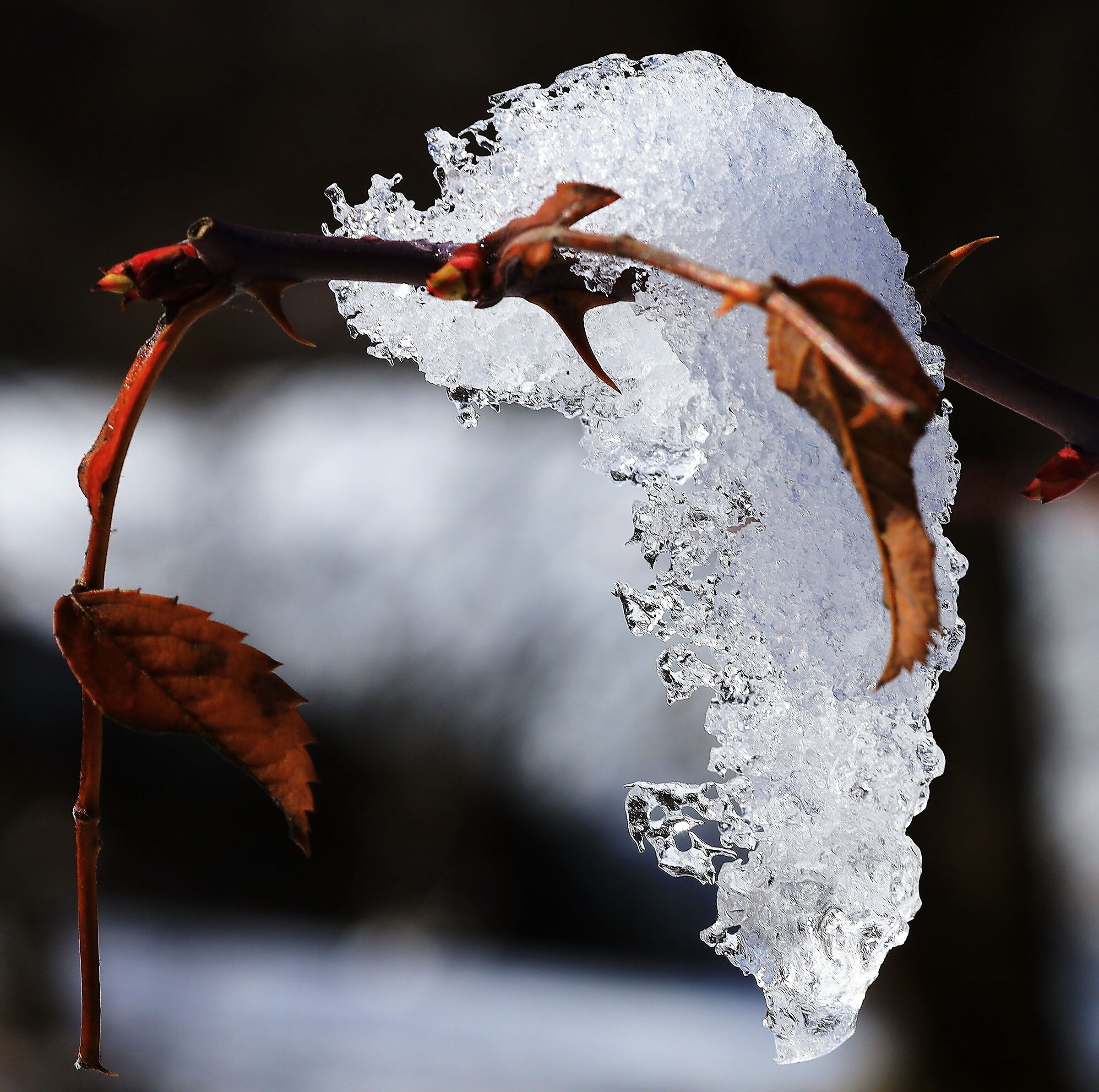 How wonderful the ice...