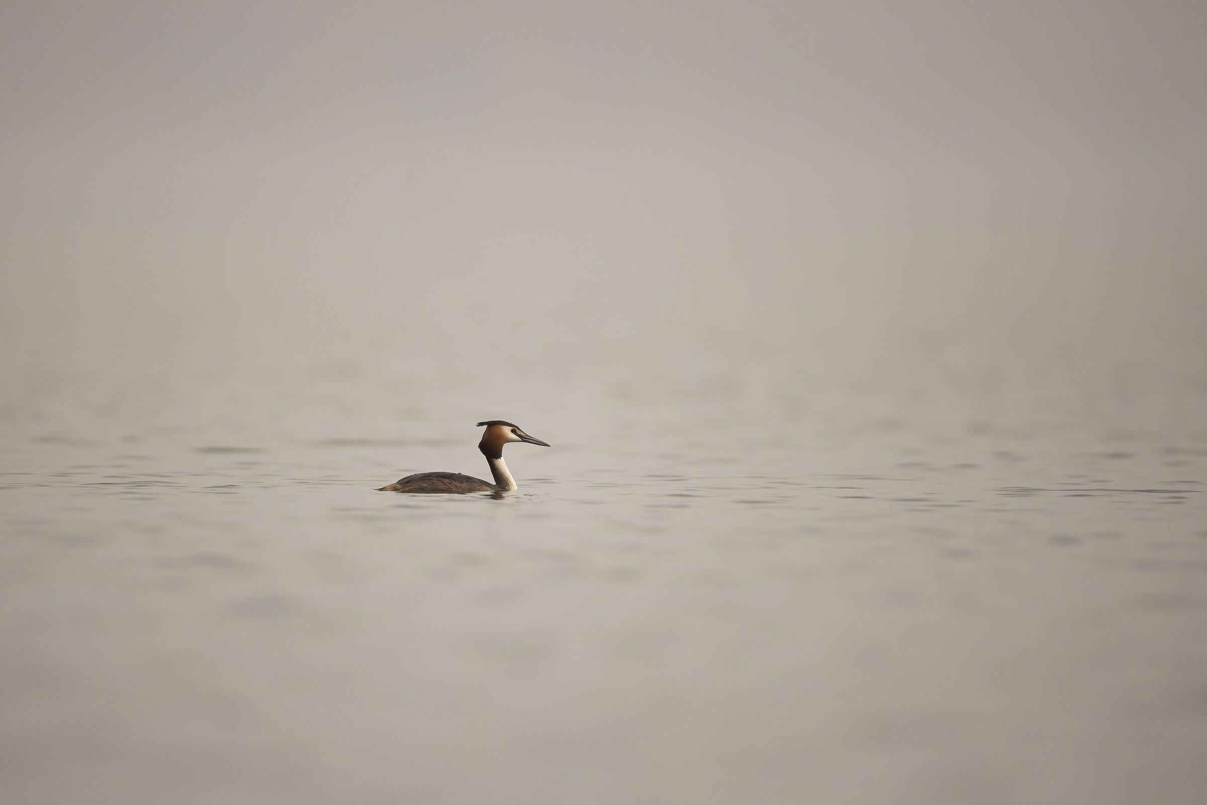 Grebe in the mist