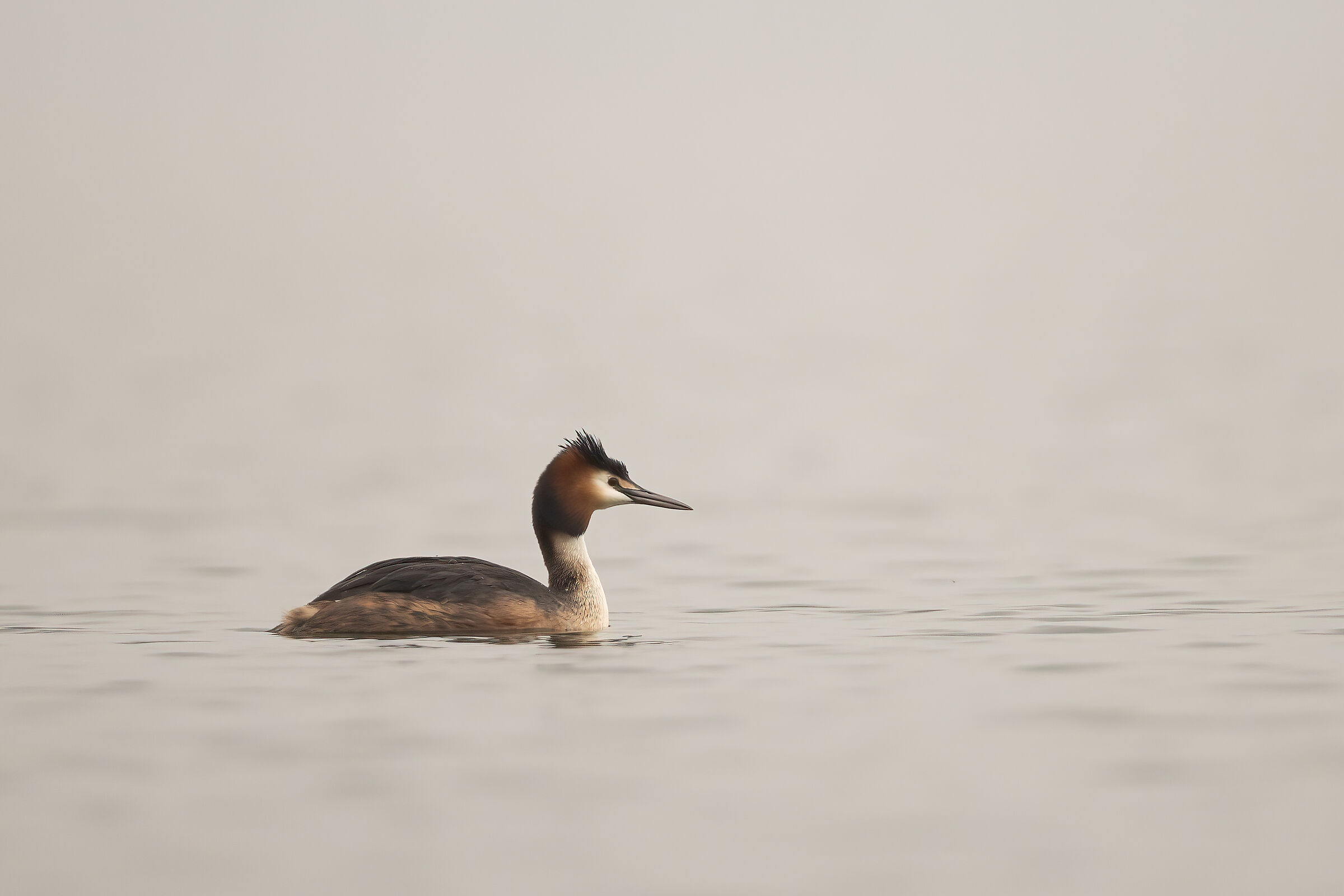 Grebe in the mist